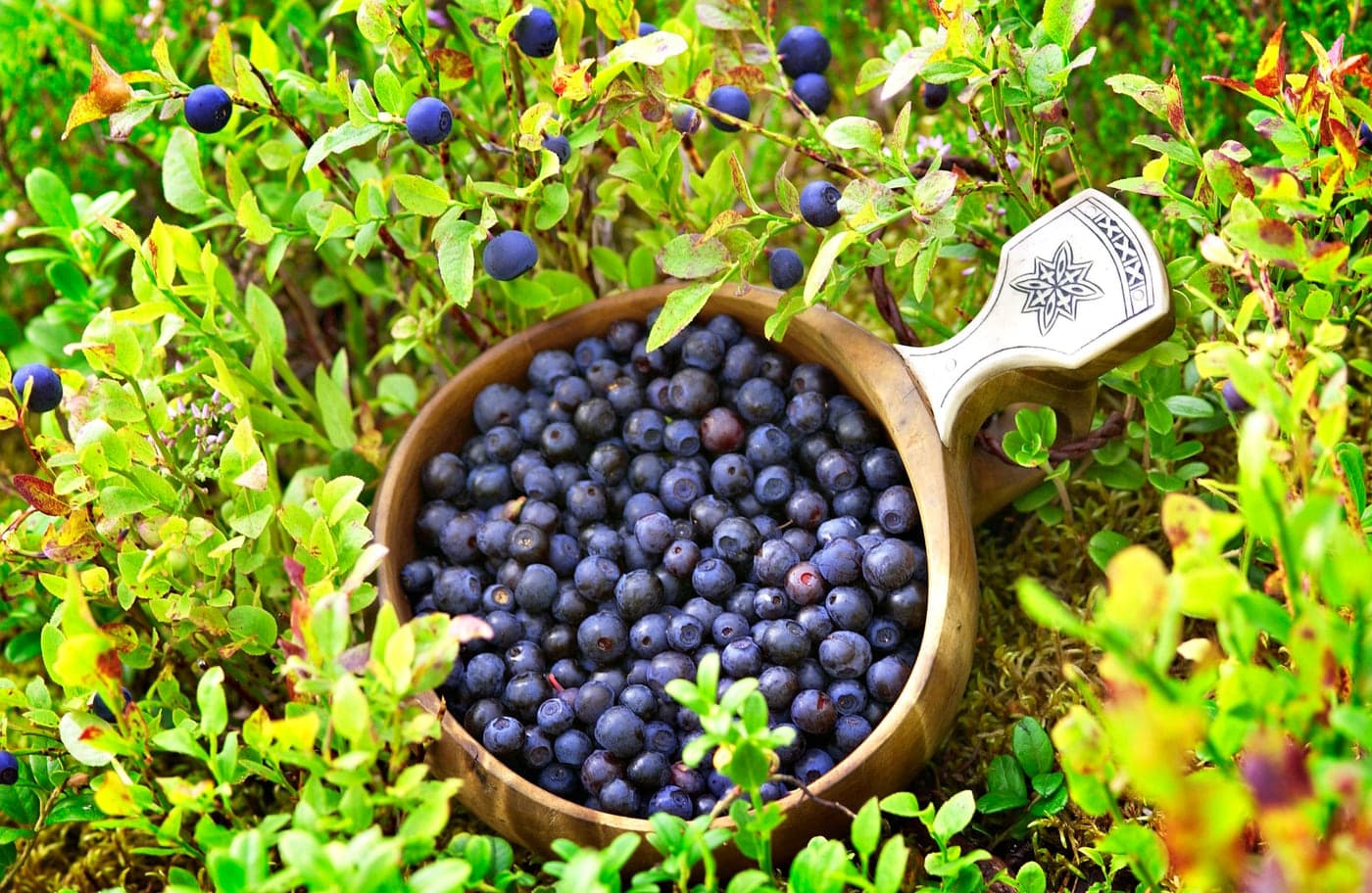 A bowl of fresh blueberries