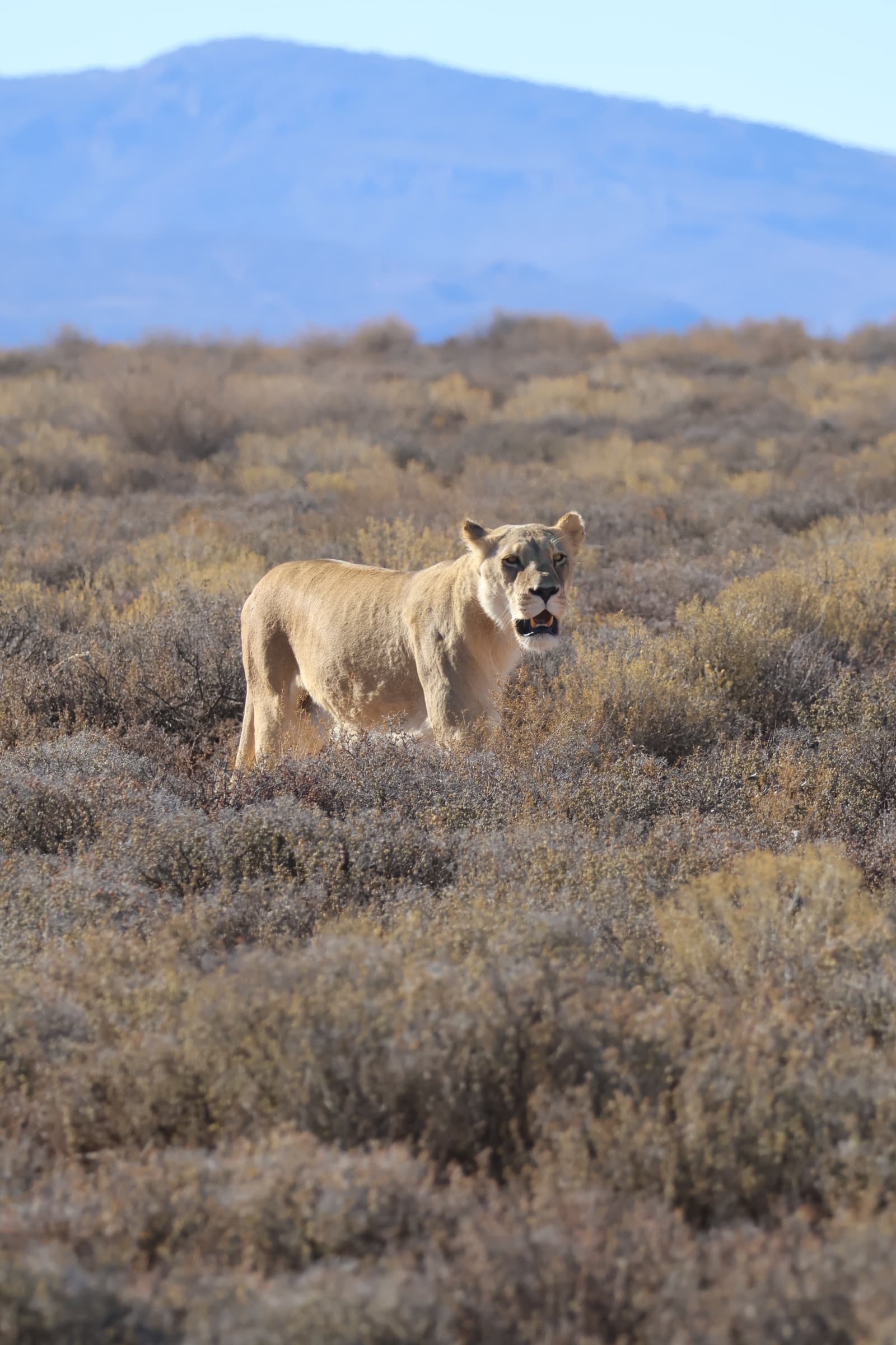 Animal 54