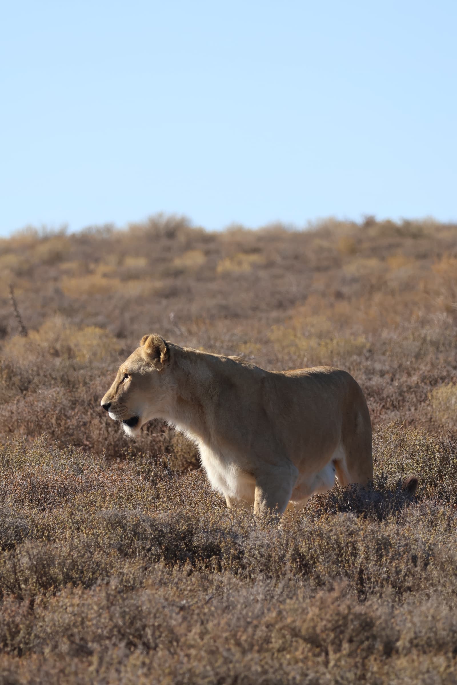 Animal 68