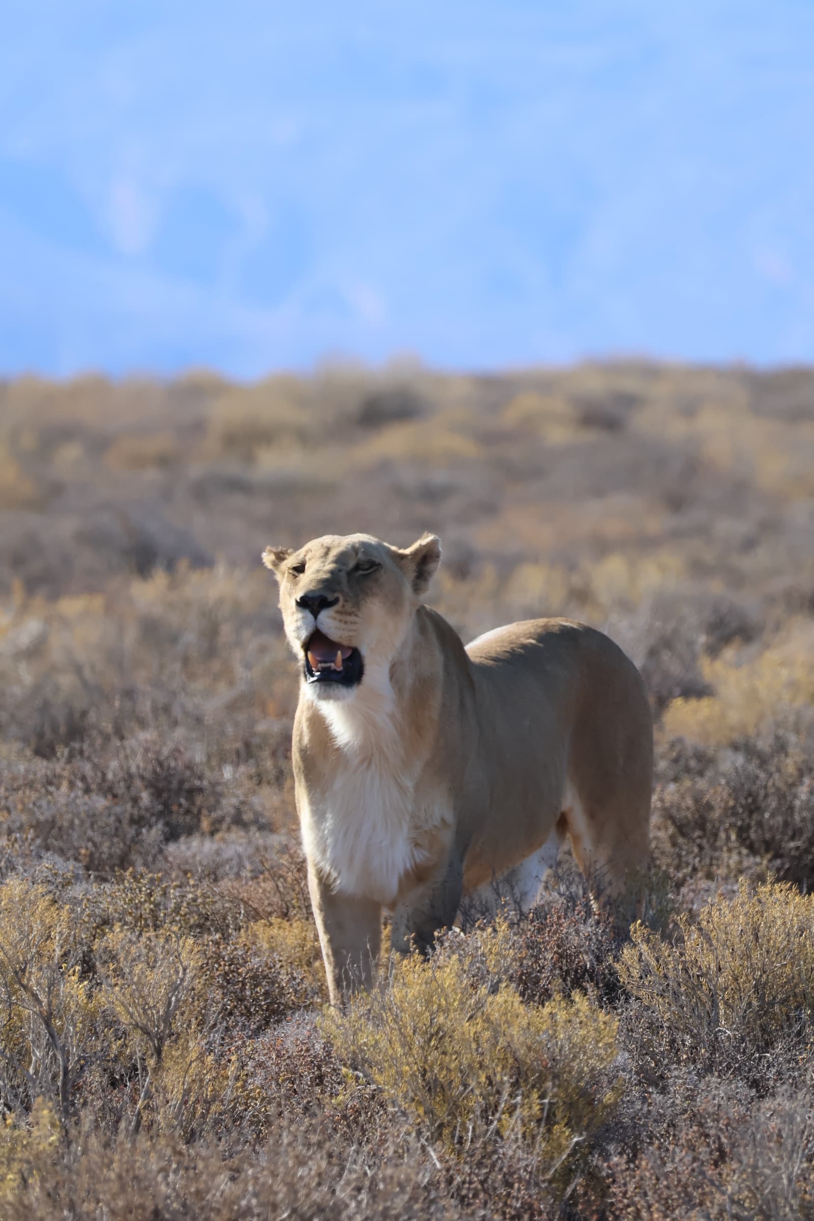 Animal 179