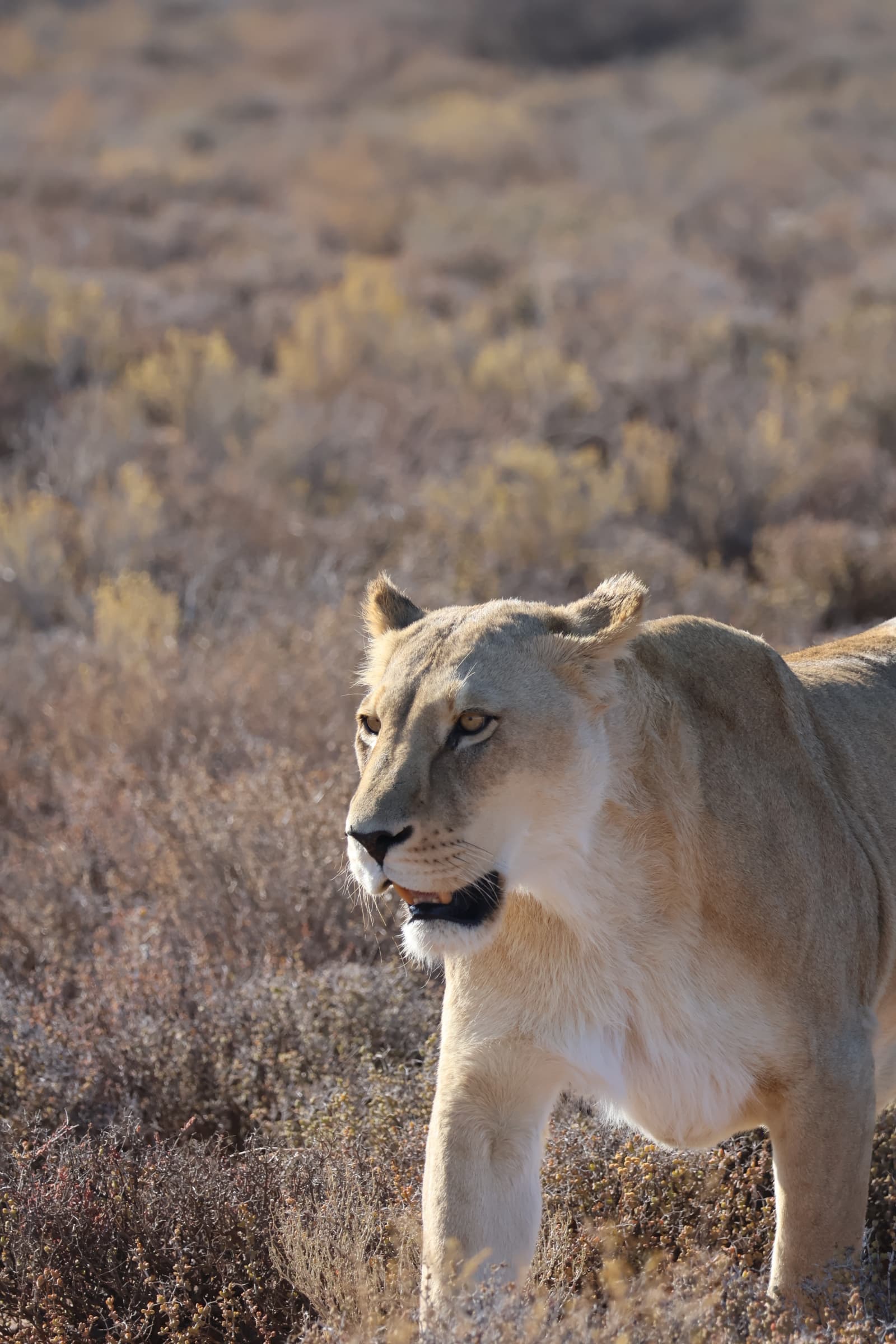 Animal 9