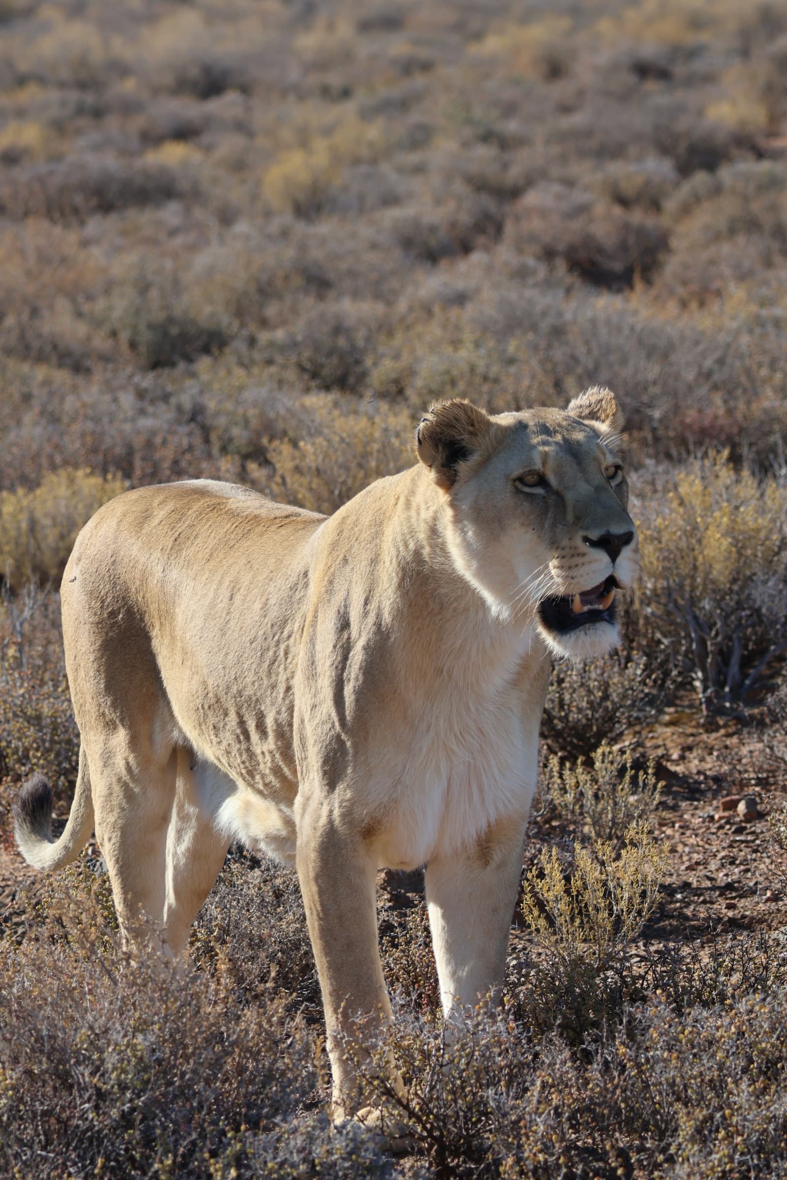 Animal 129