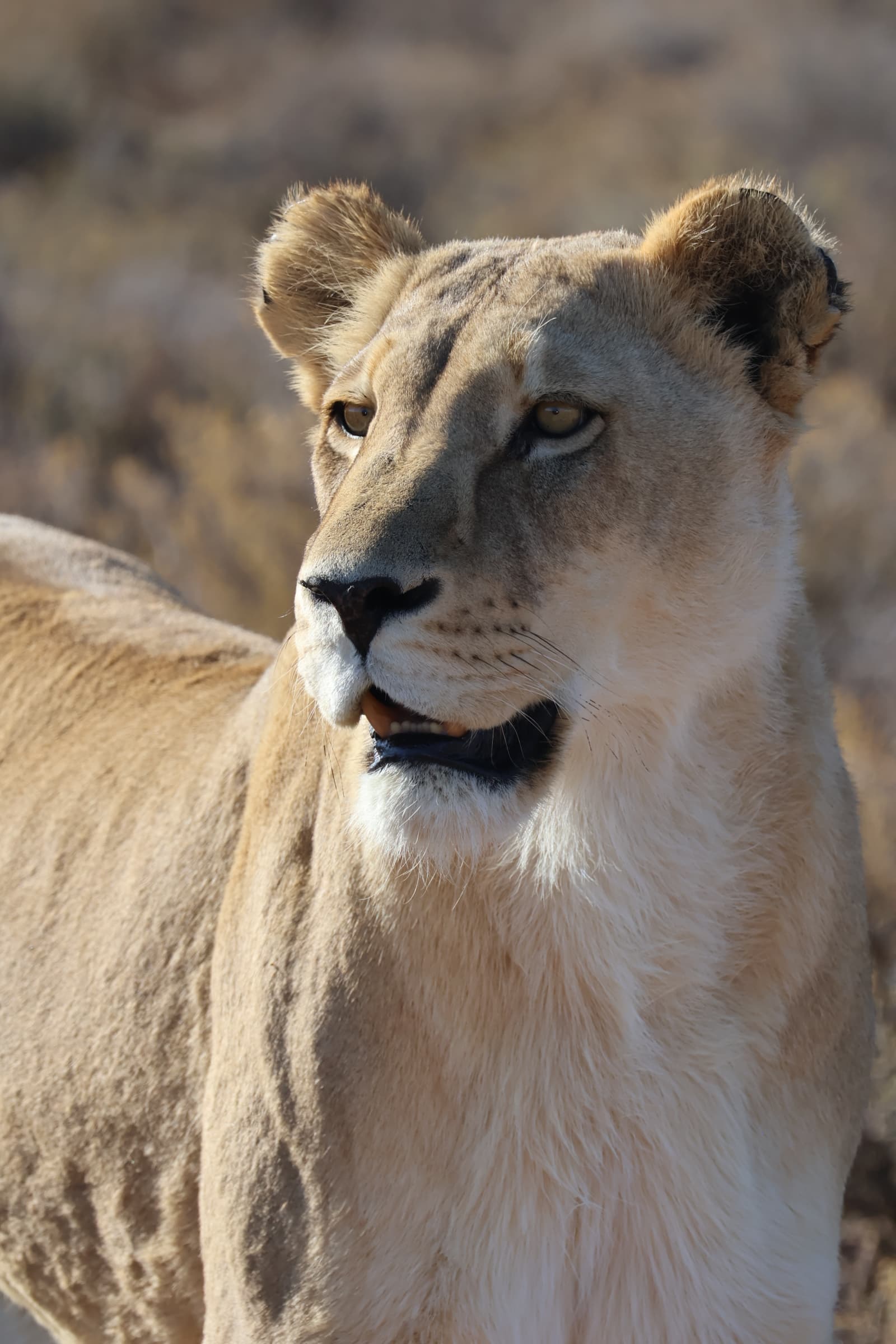 Animal 138