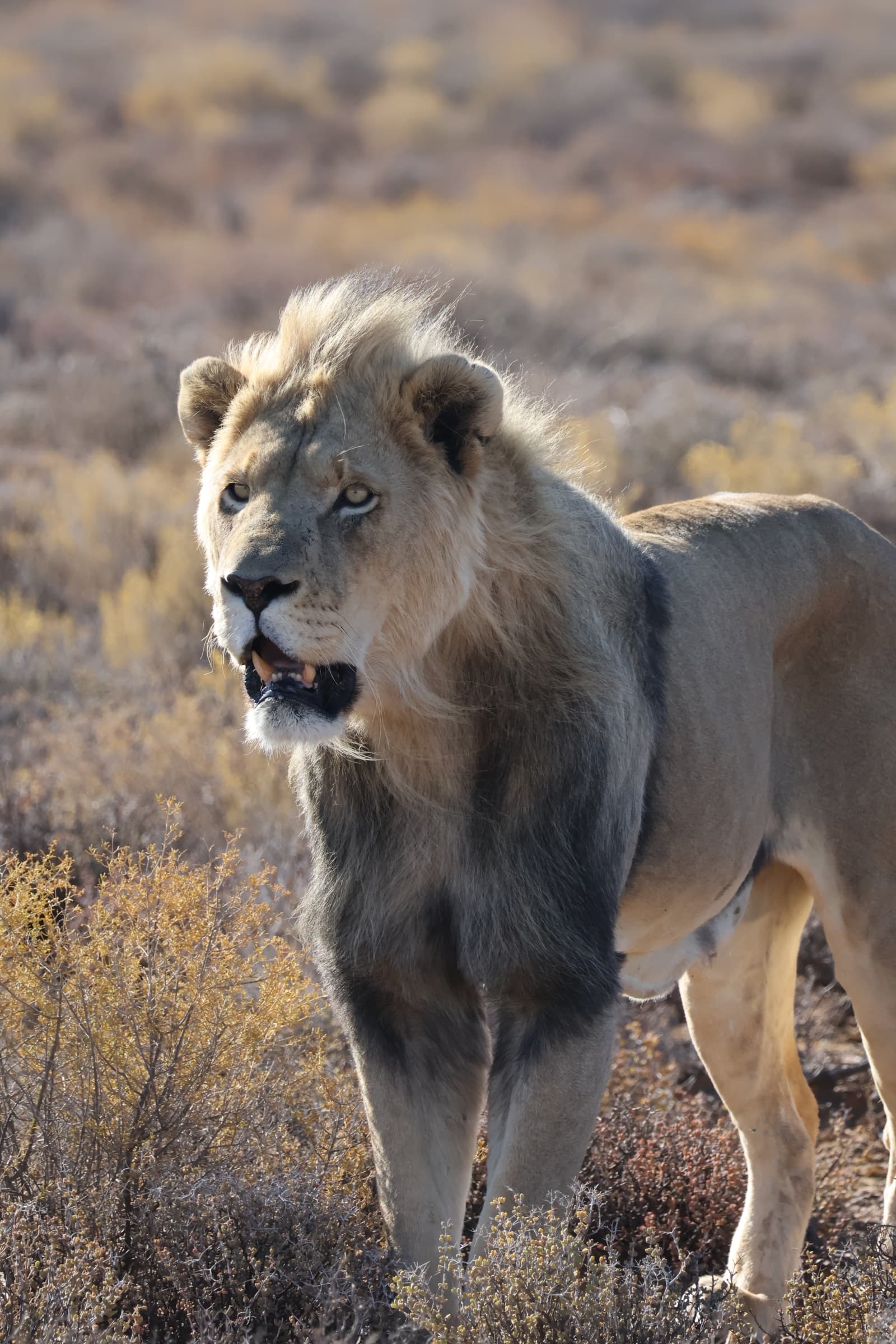 Animal 49