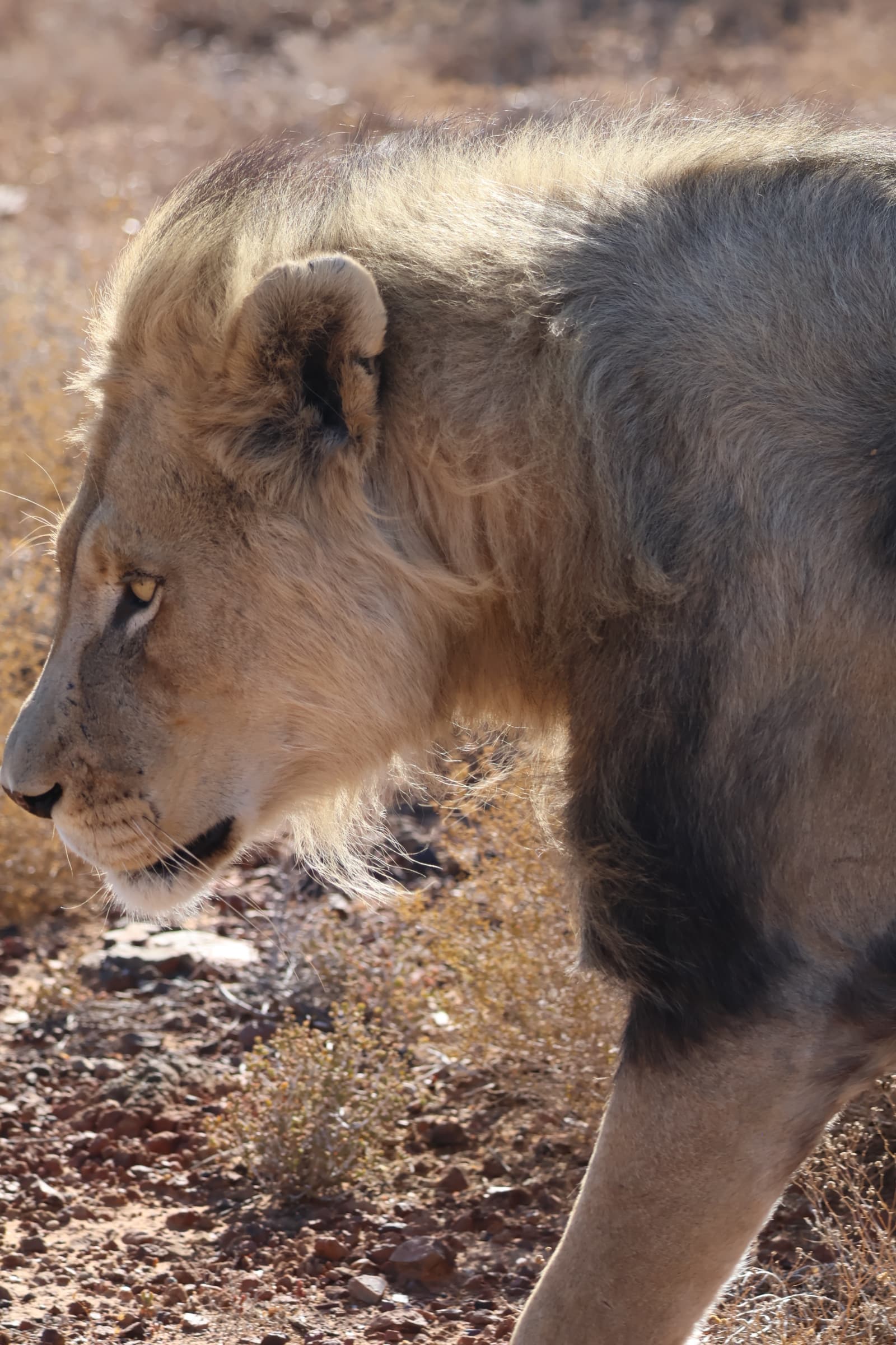 Animal 19