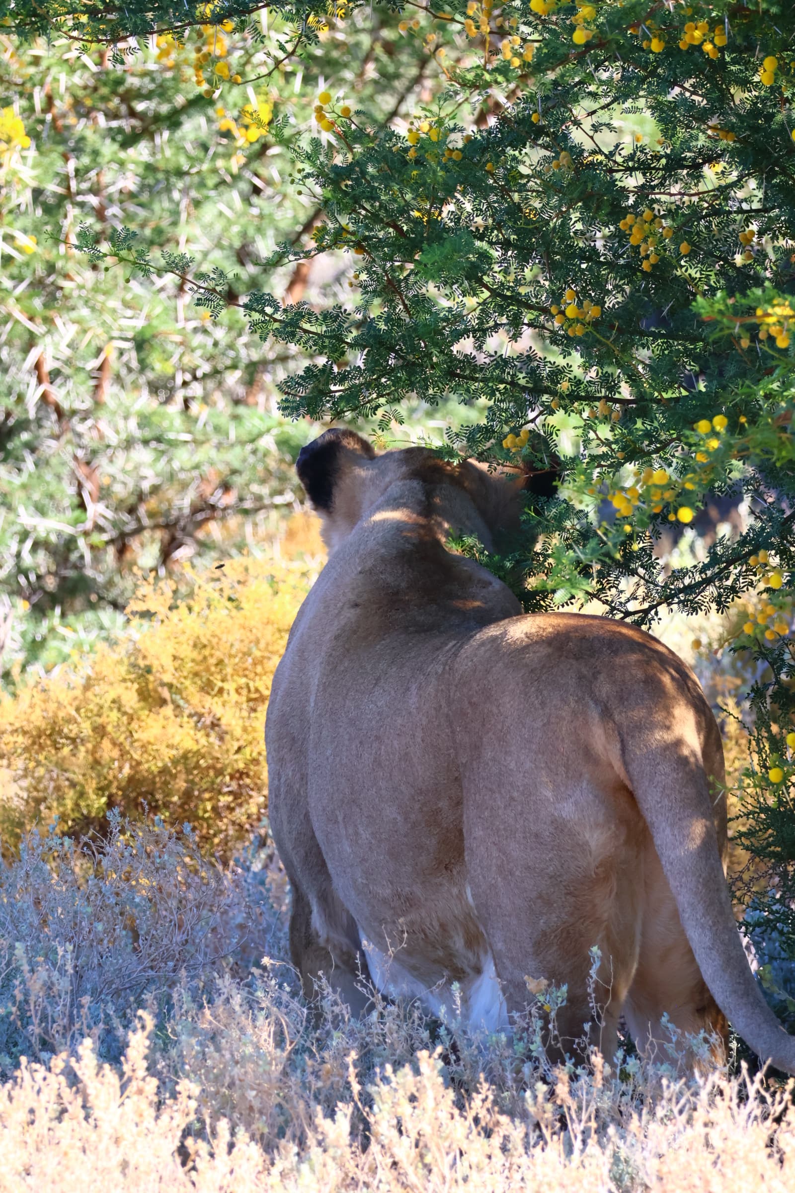 Animal 221