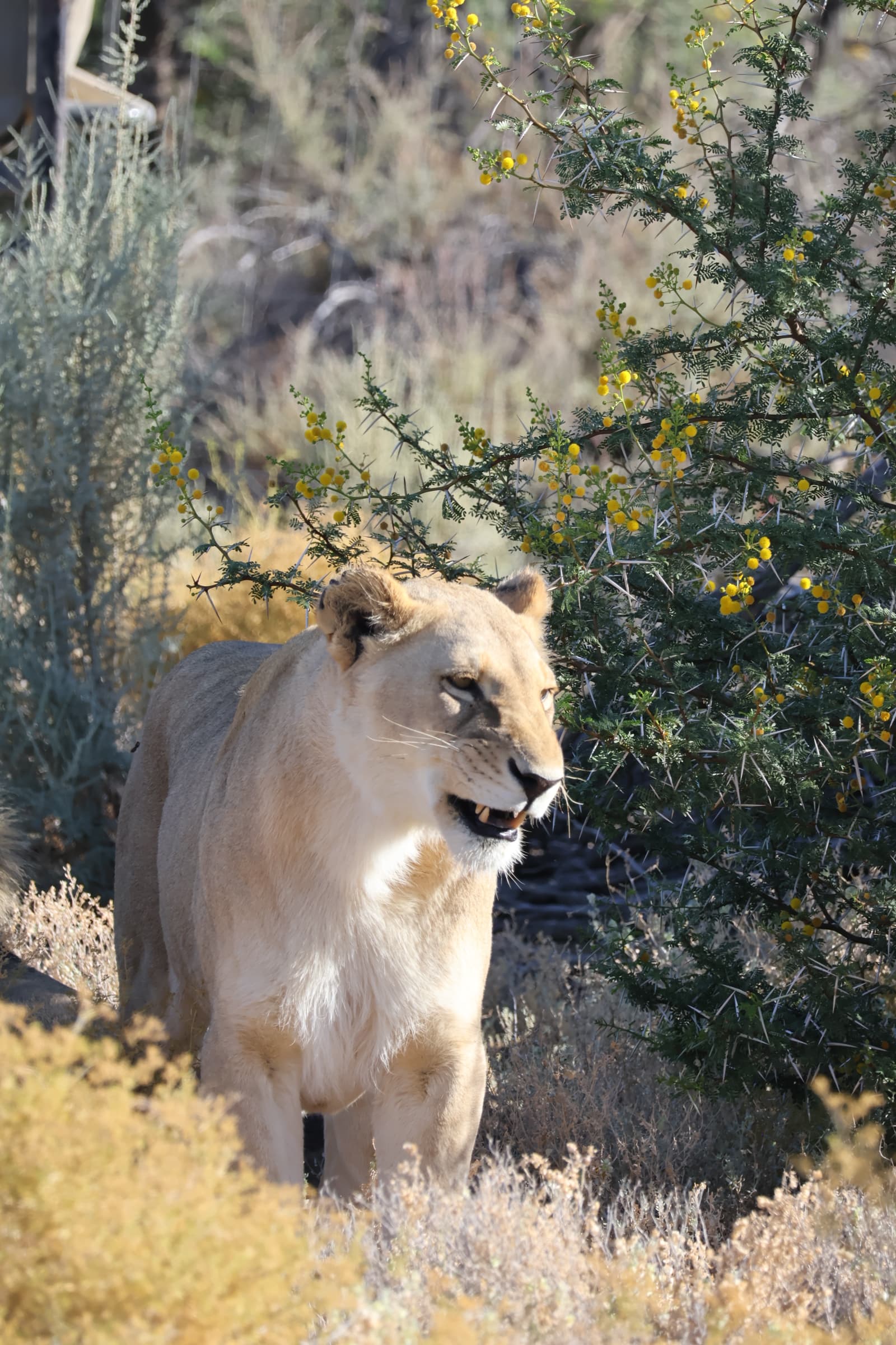 Animal 94