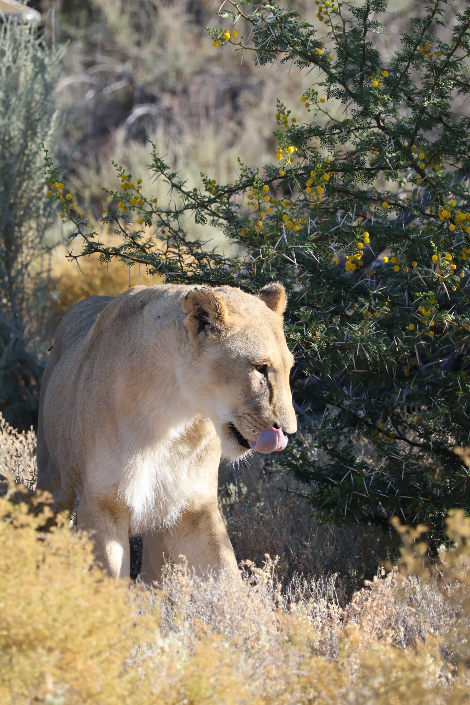 Animal 150