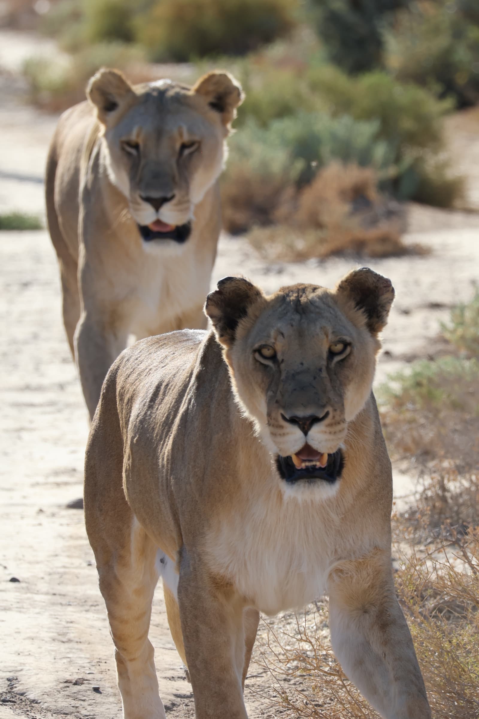 Animal 65