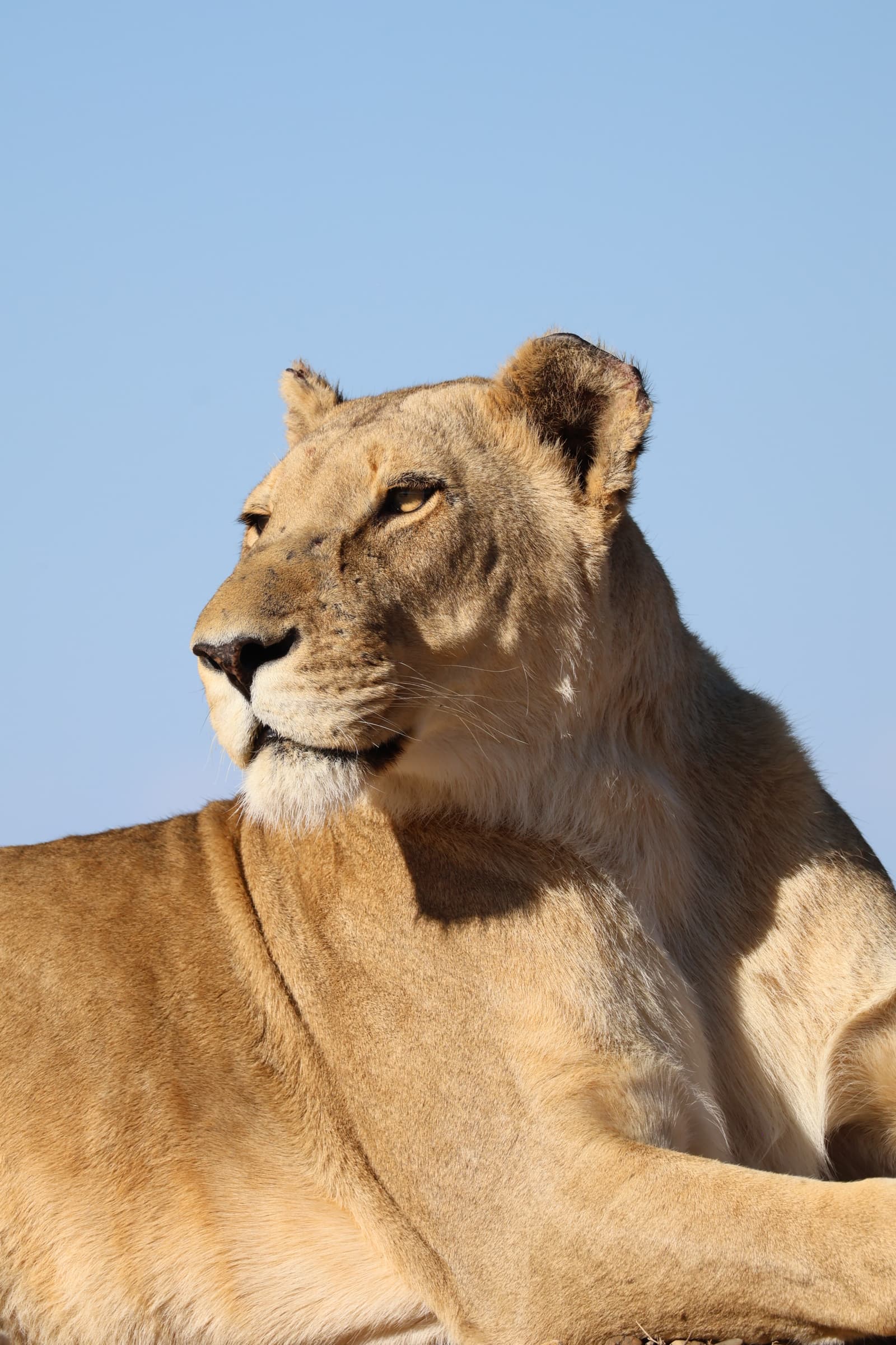 Animal 146
