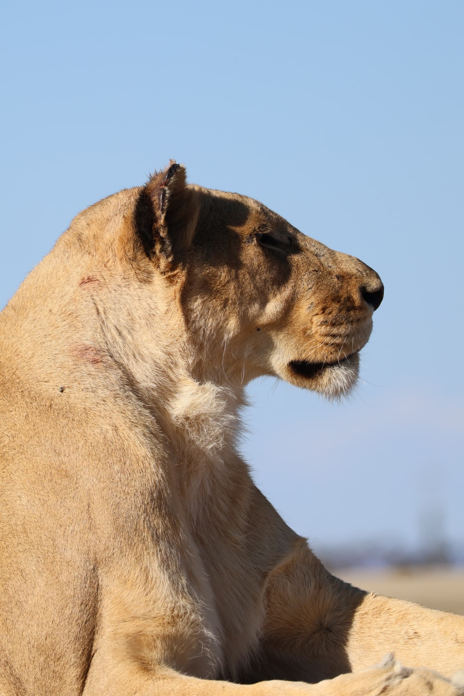 Animal 46