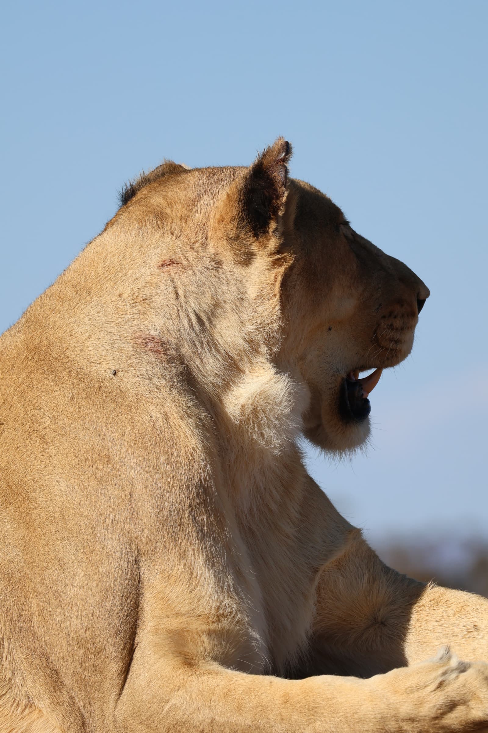 Animal 31