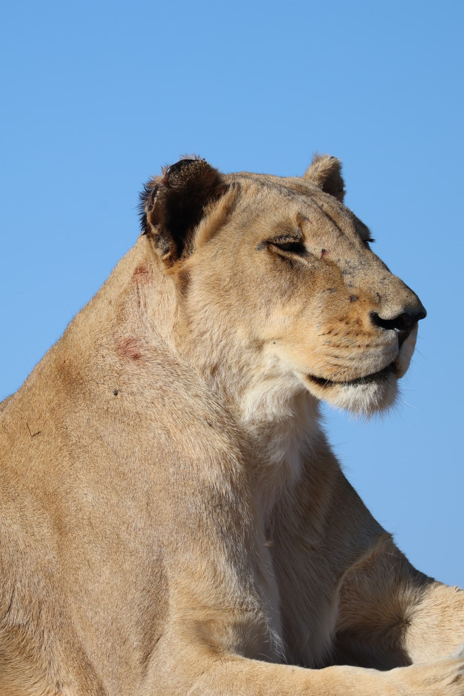 Animal 95