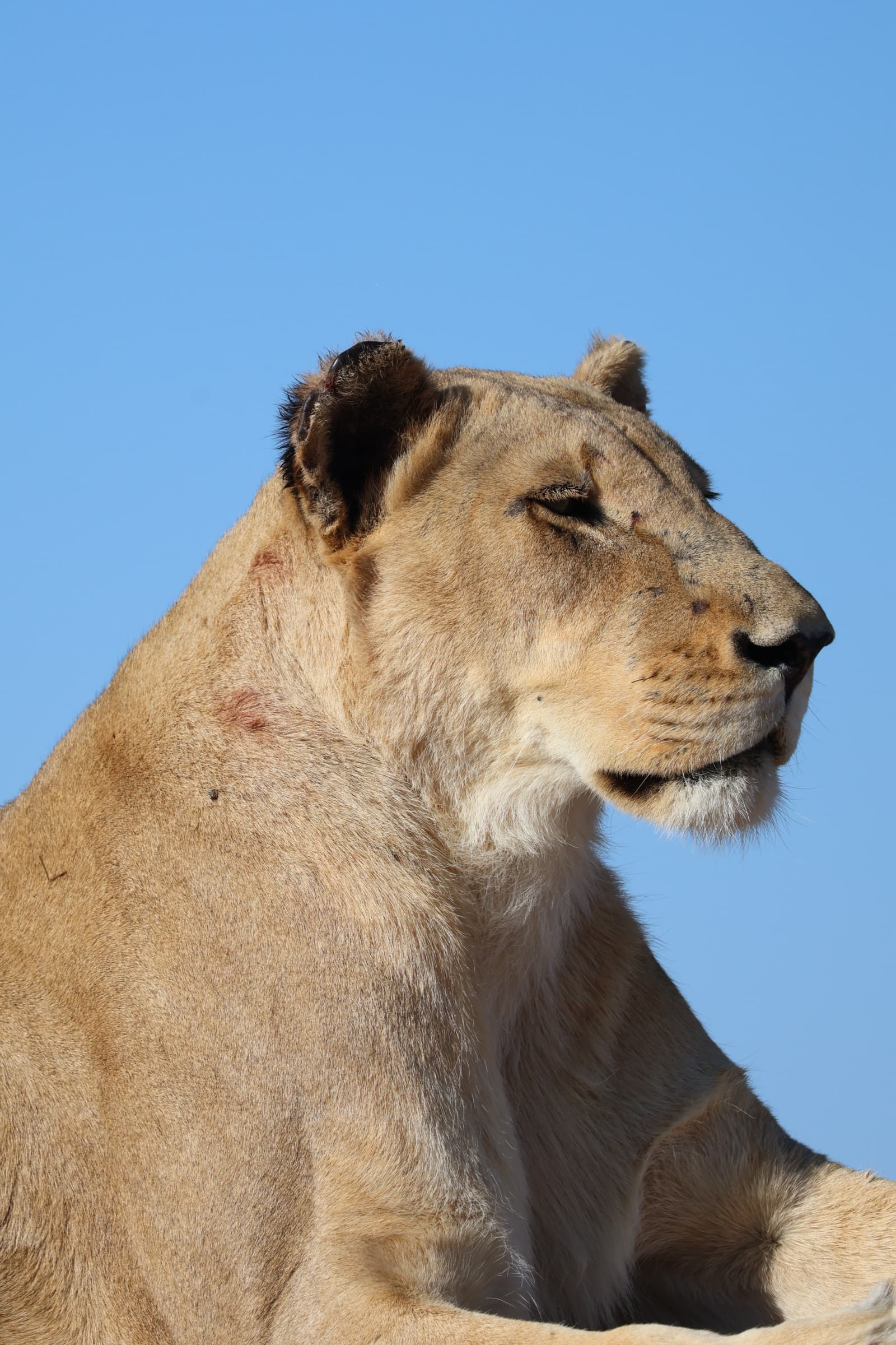 Animal 201