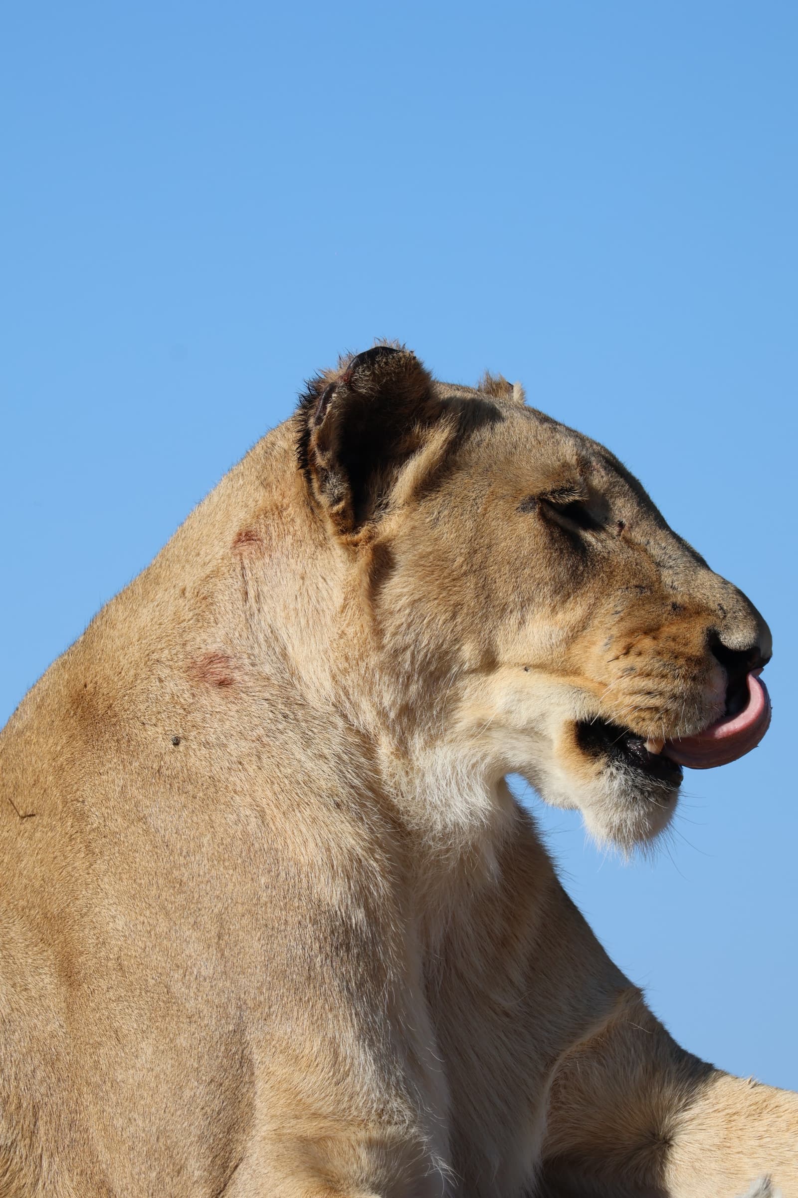 Animal 108