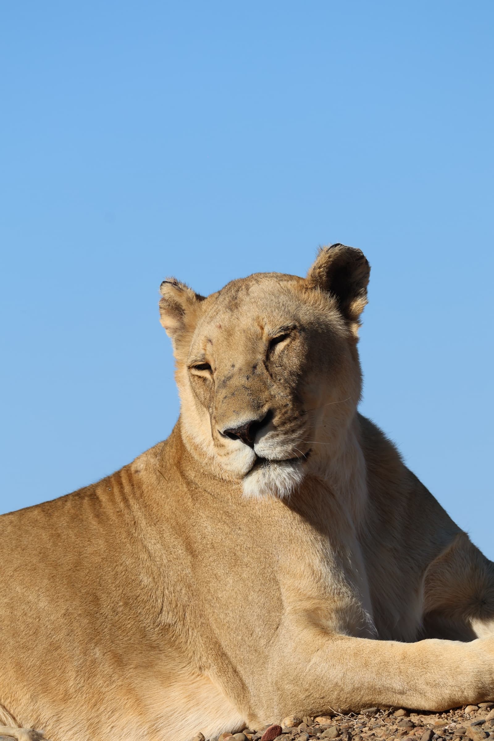 Animal 169