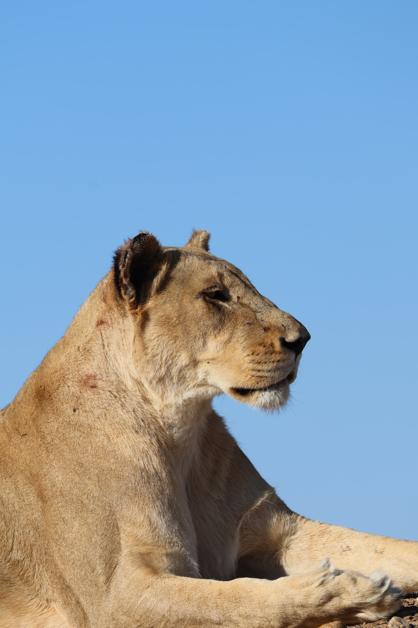 Animal 52