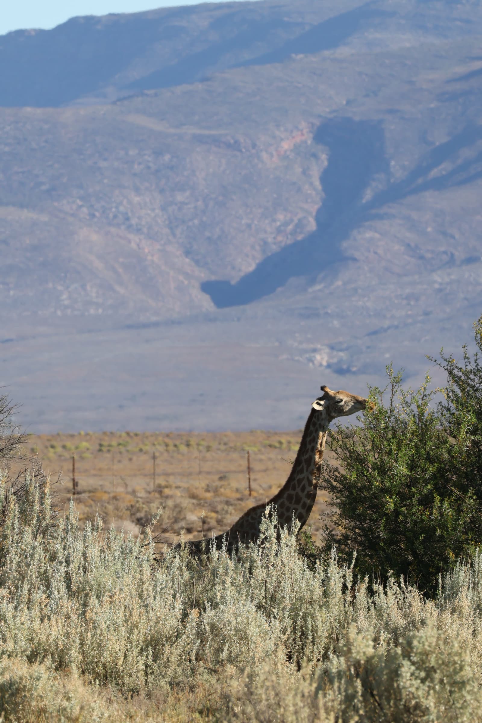 Animal 159