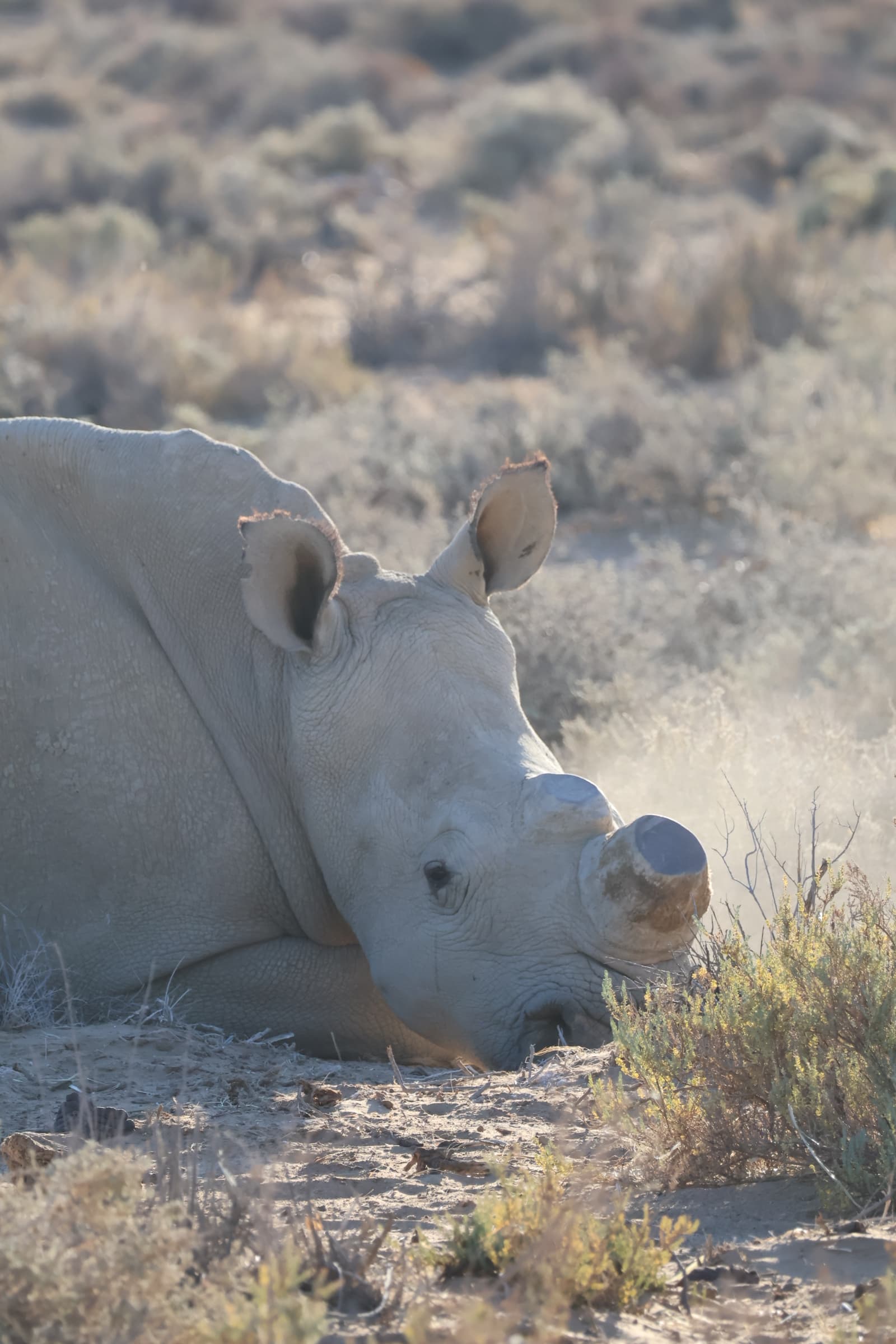 Animal 117