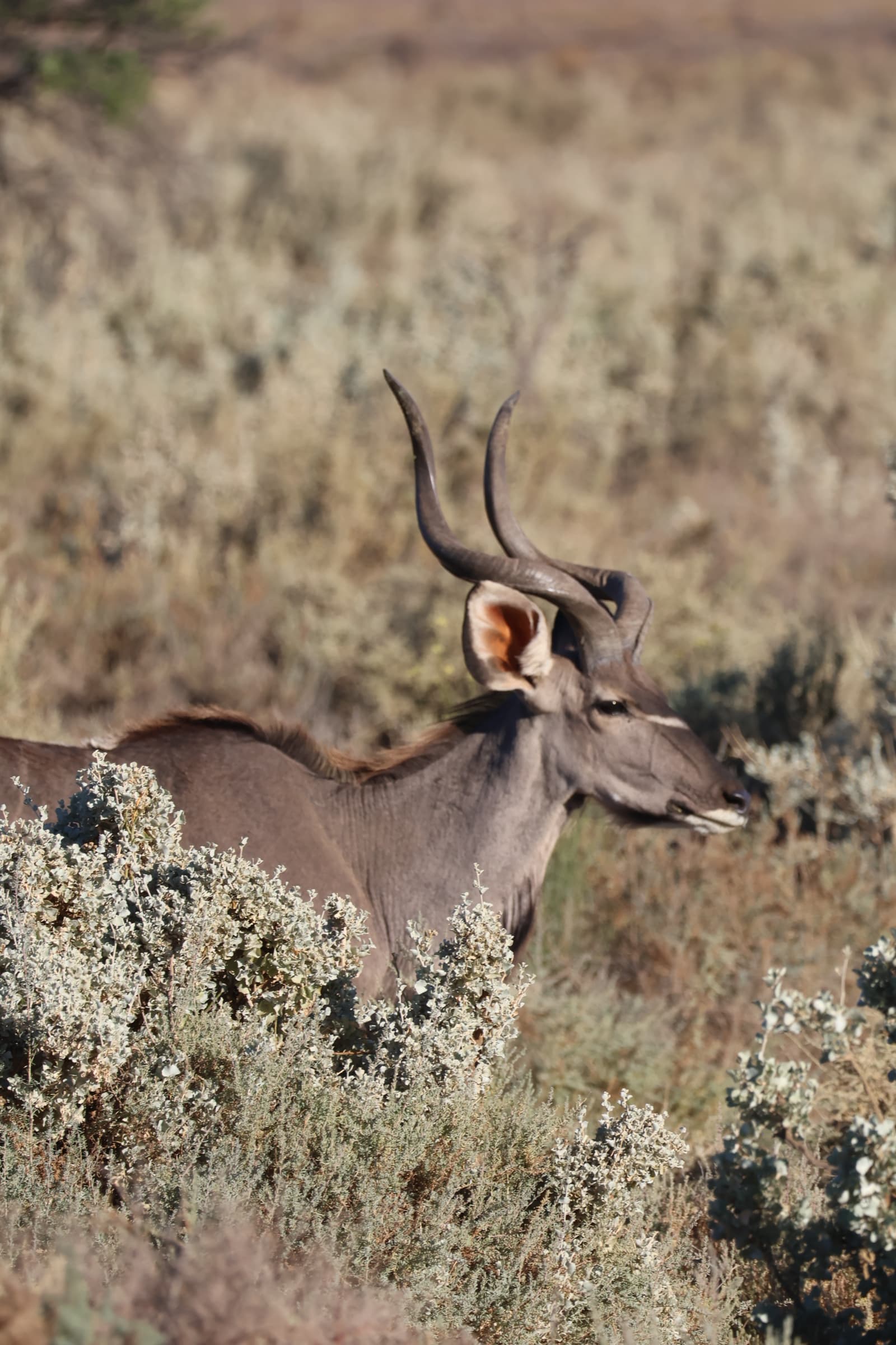 Animal 211