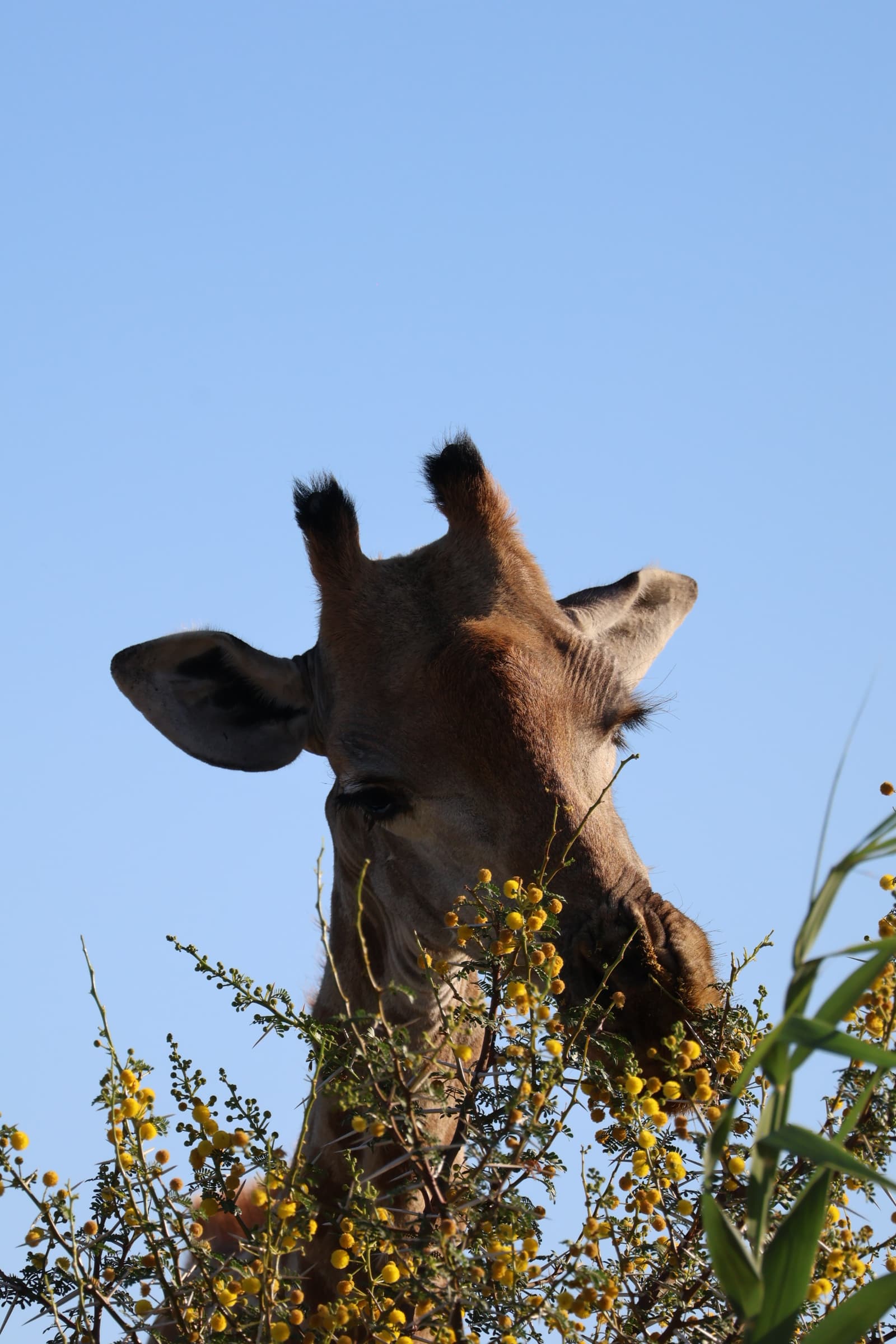 Animal 37