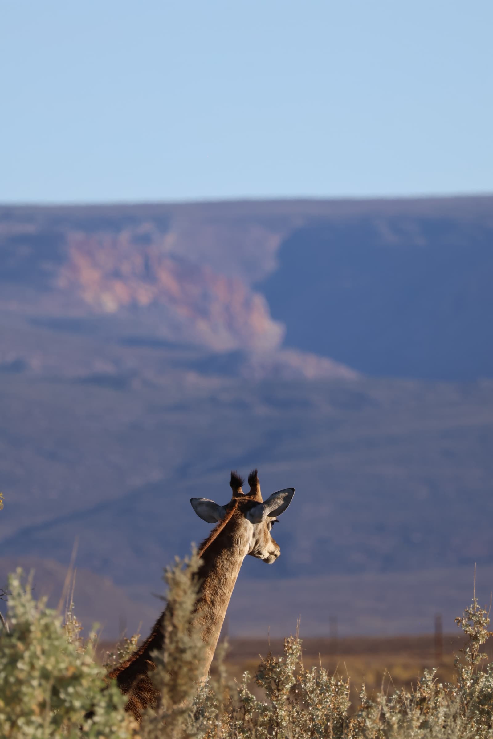 Animal 121