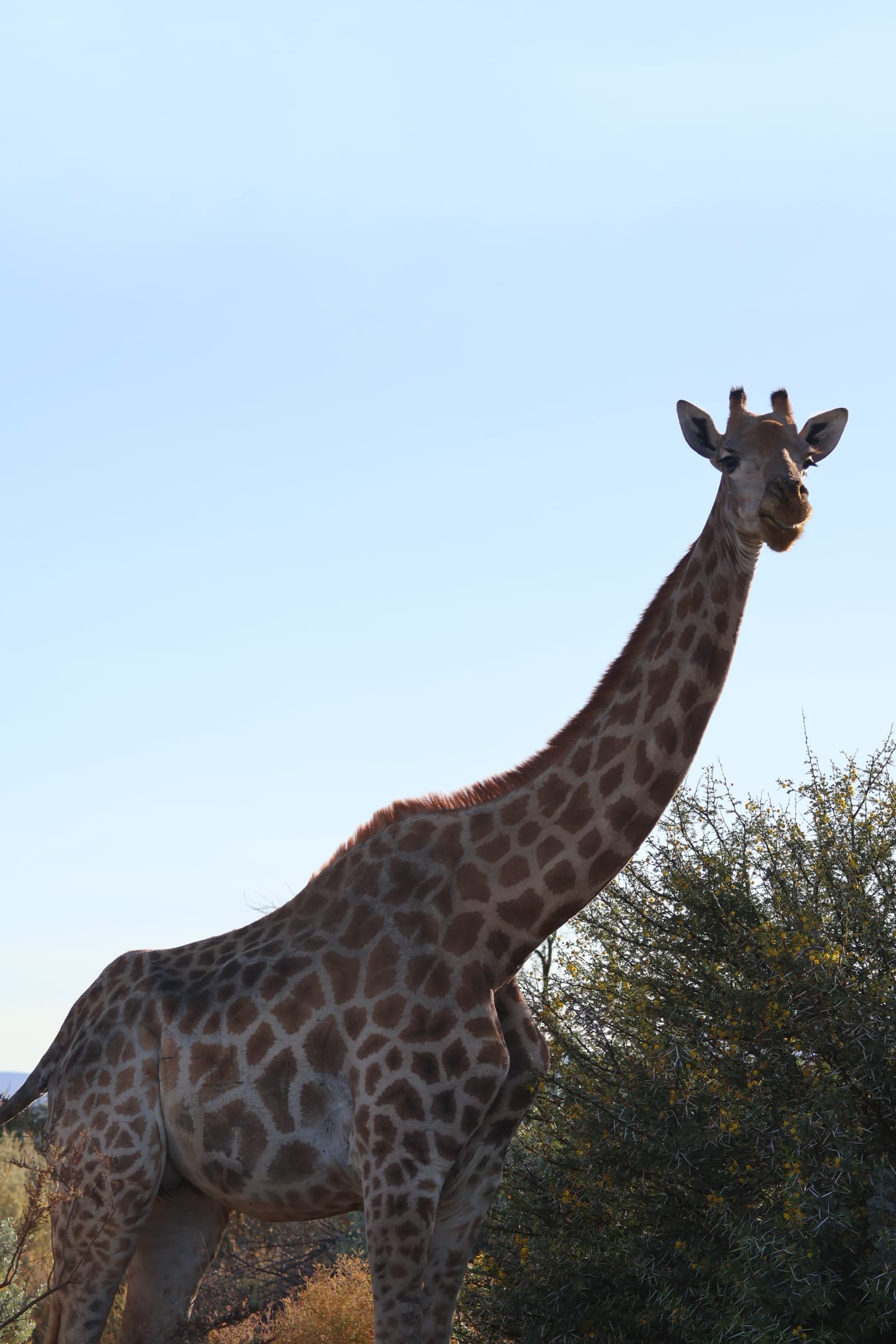 Animal 183