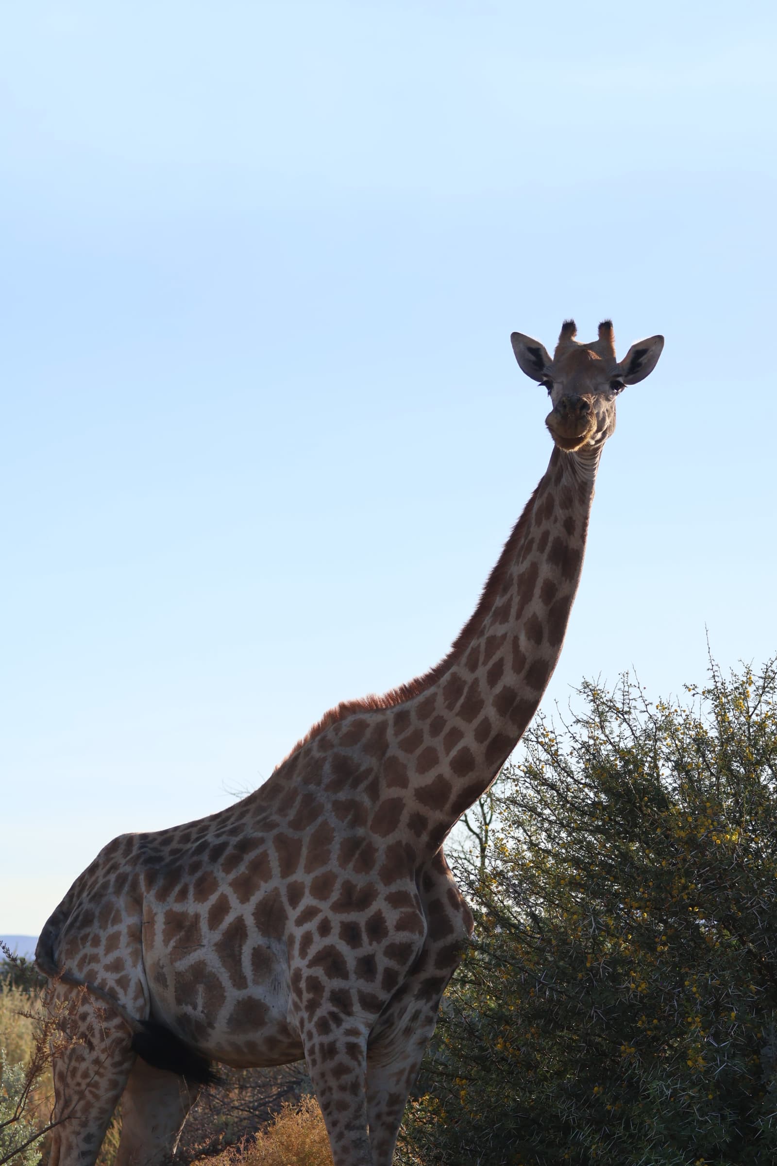 Animal 144