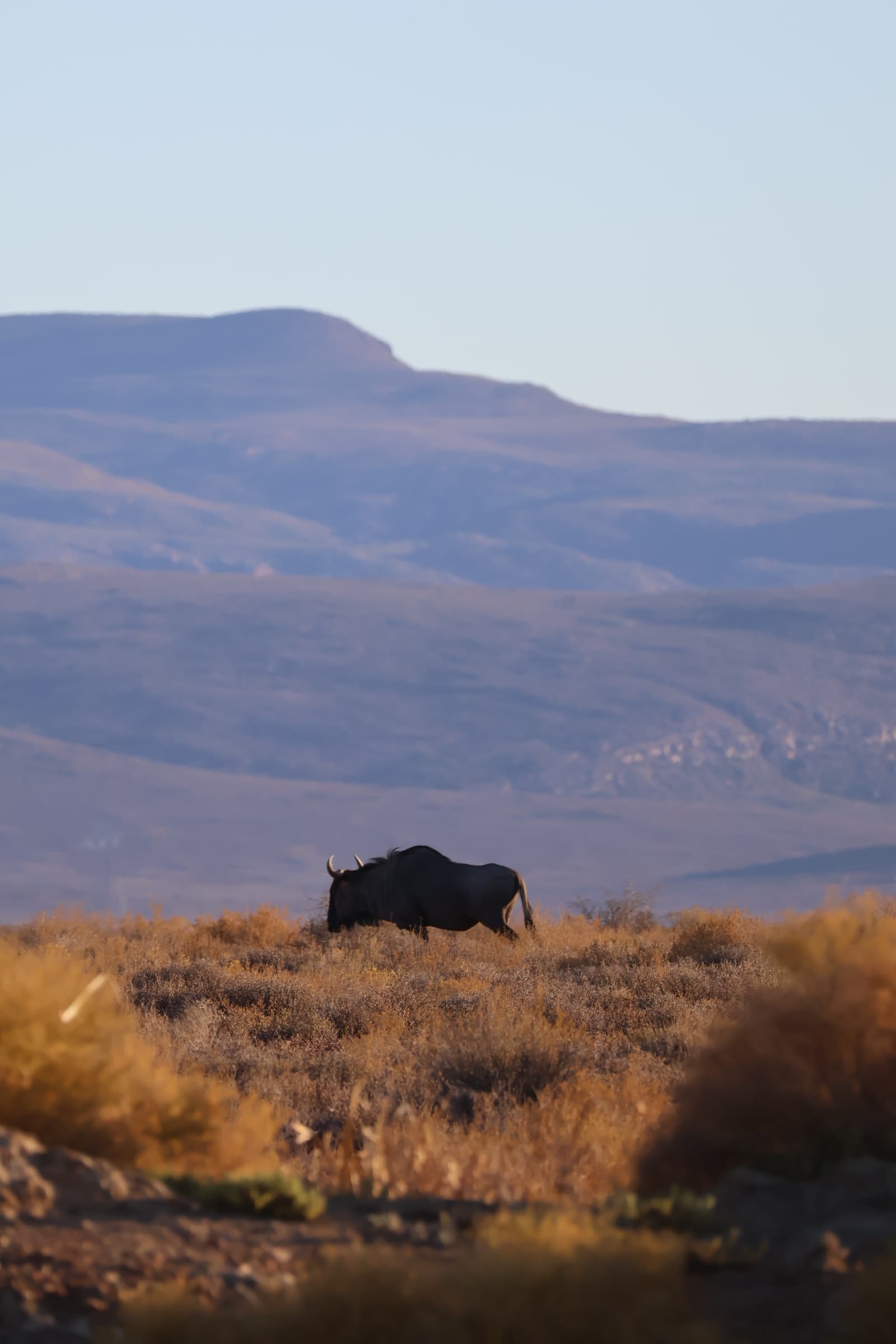 Animal 148