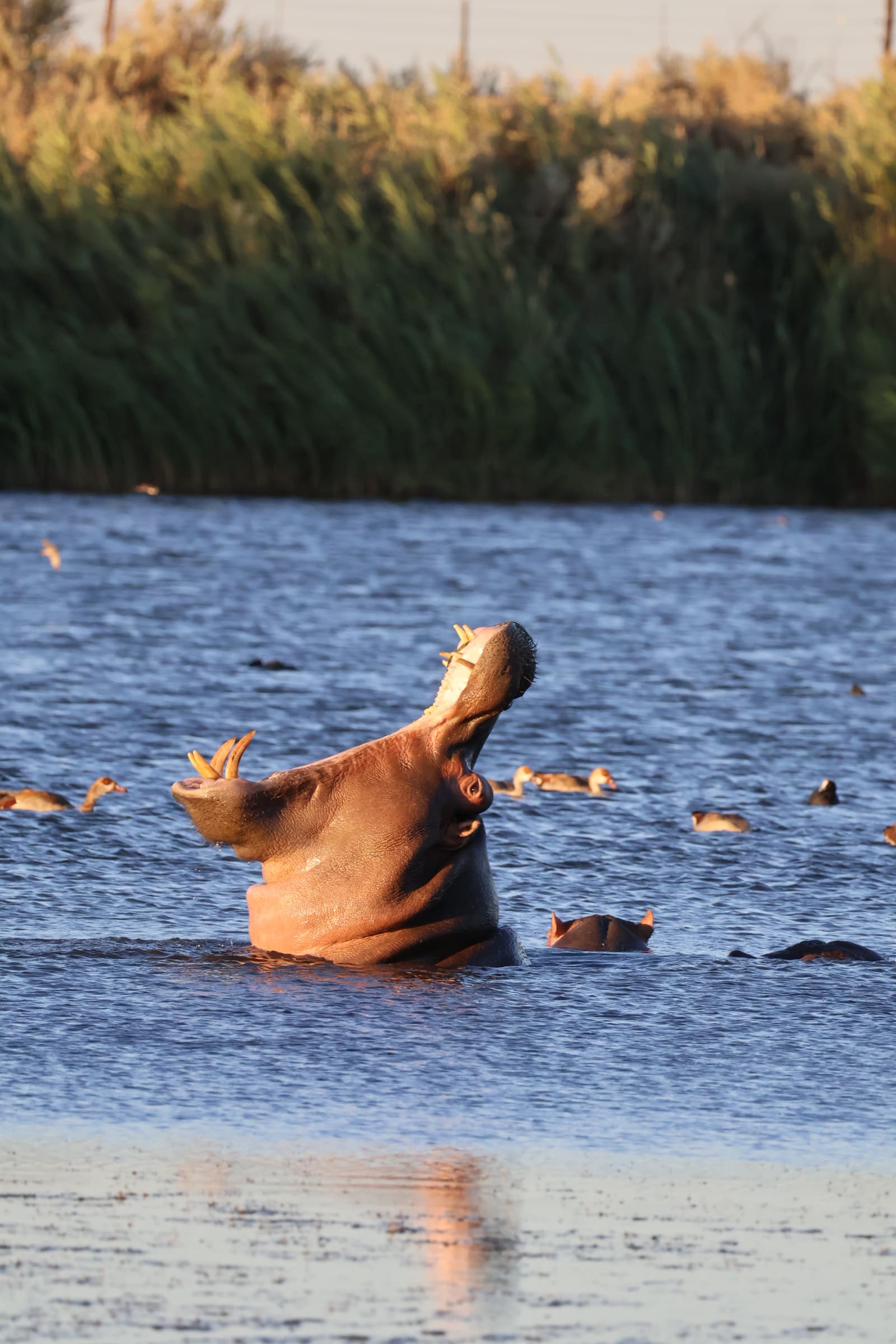 Animal 109