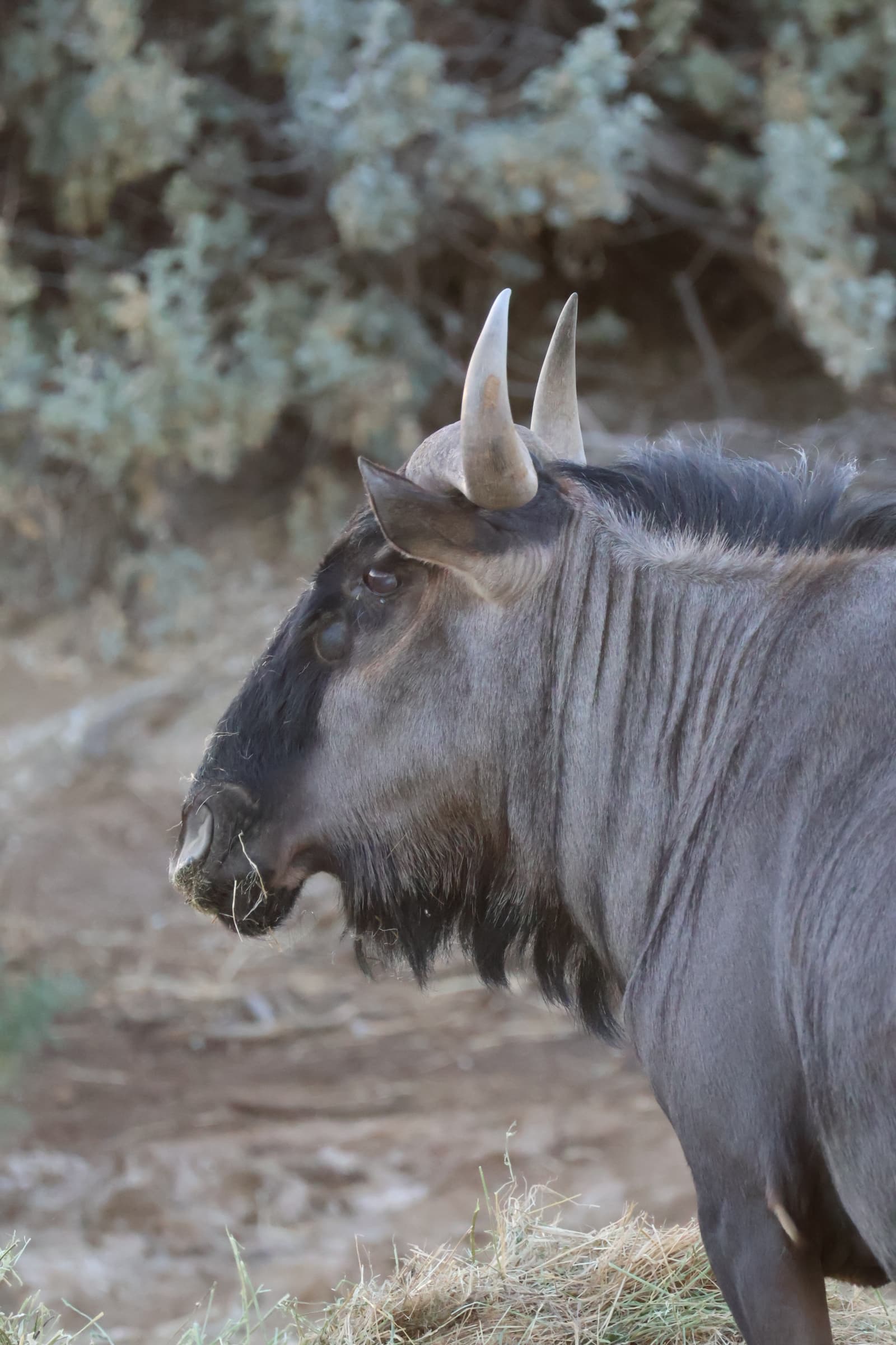 Animal 140