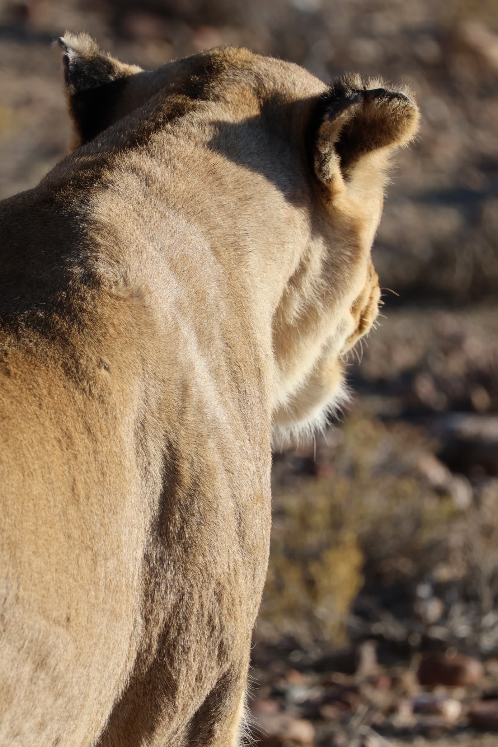 Animal 28
