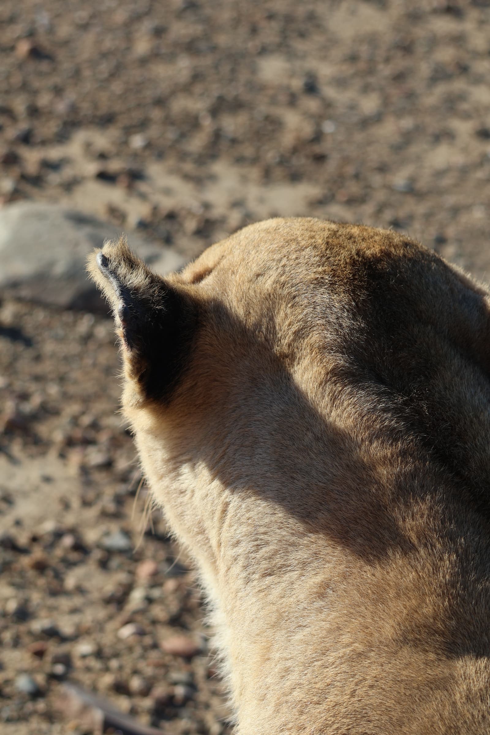 Animal 163