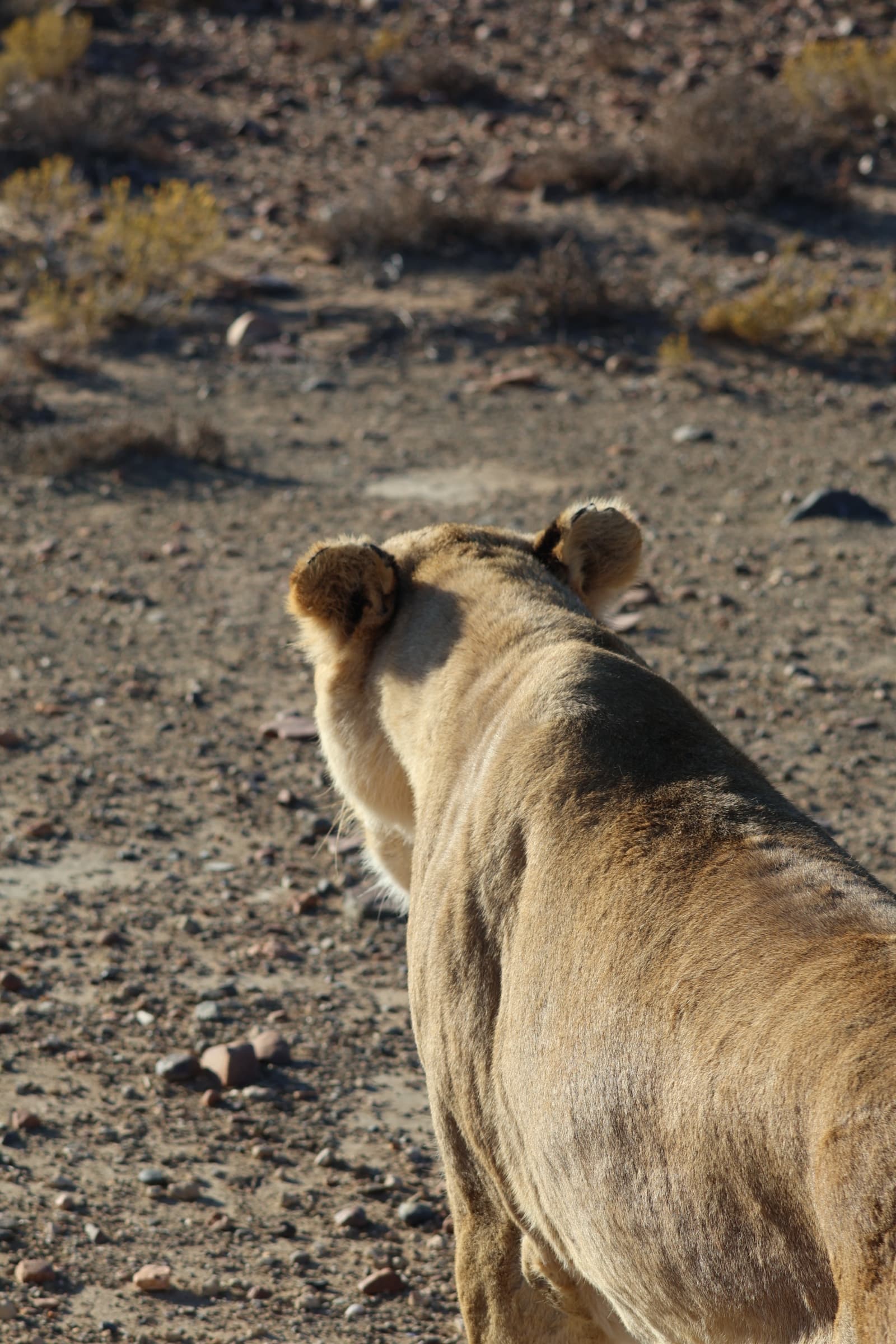 Animal 122