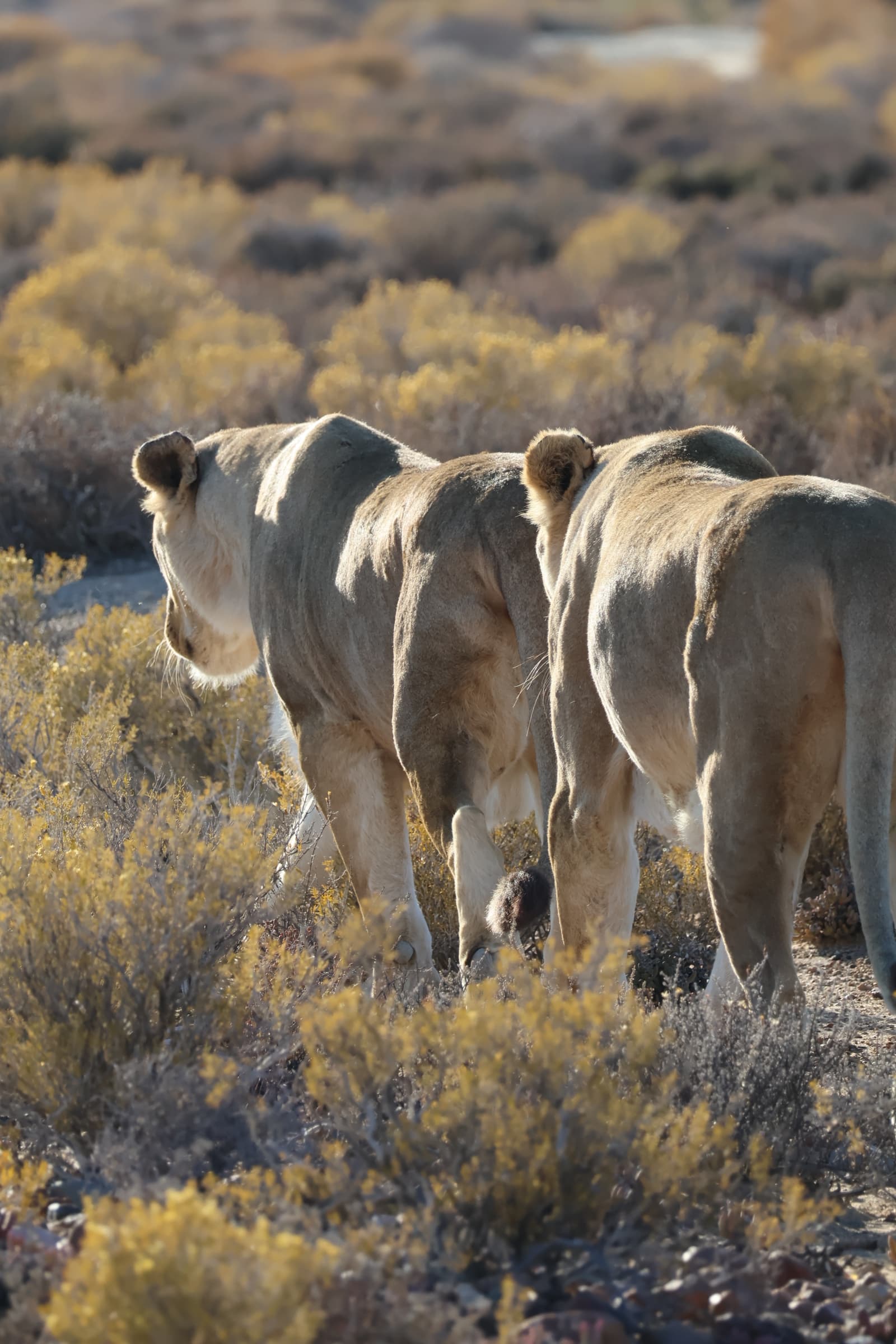 Animal 35