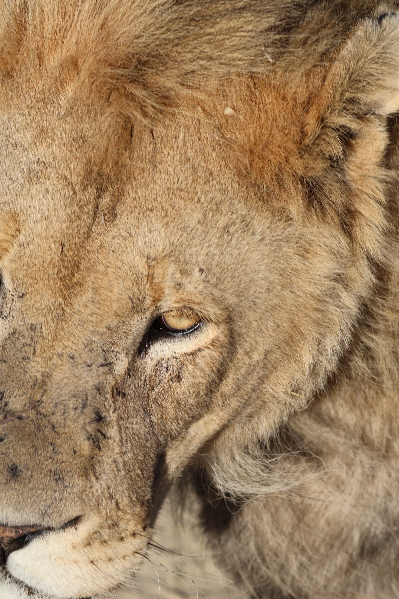 Animal 24