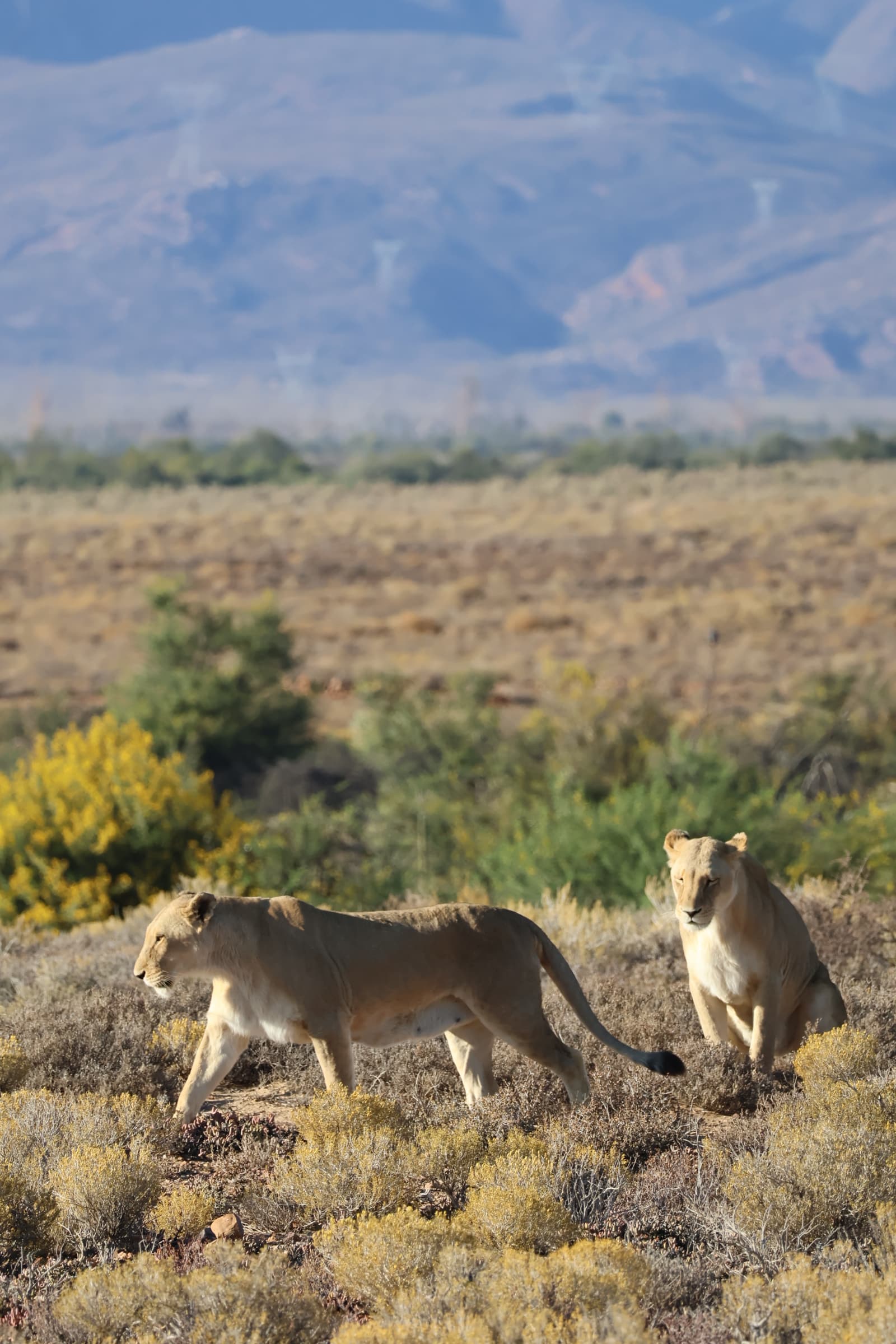 Animal 29