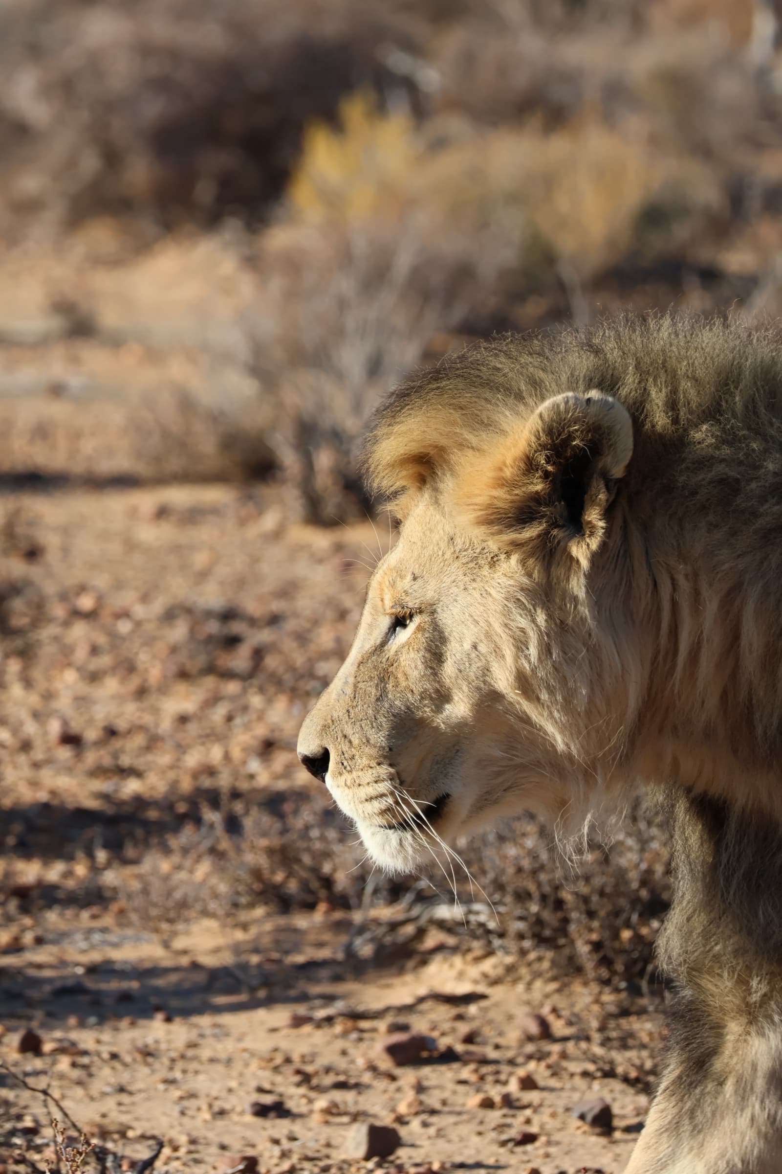 Animal 158