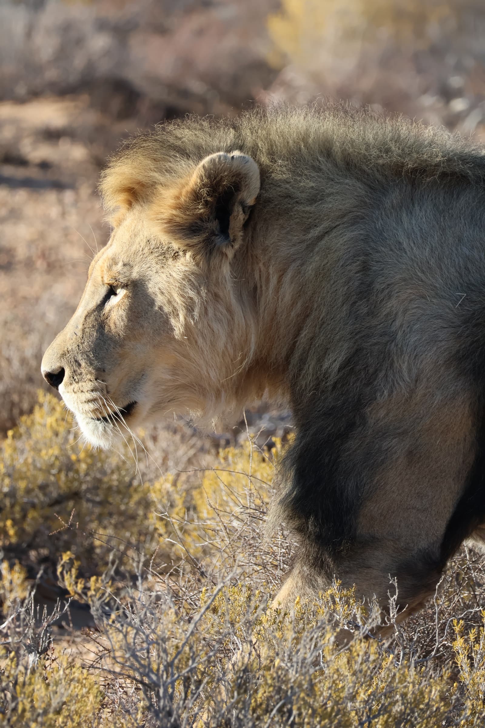 Animal 189