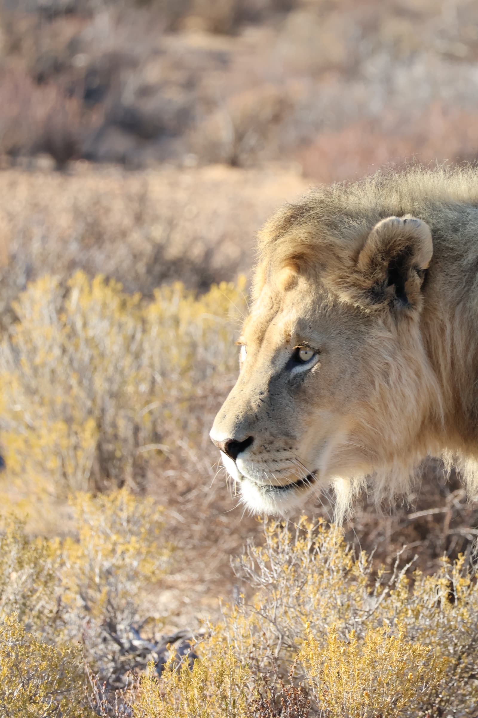 Animal 85