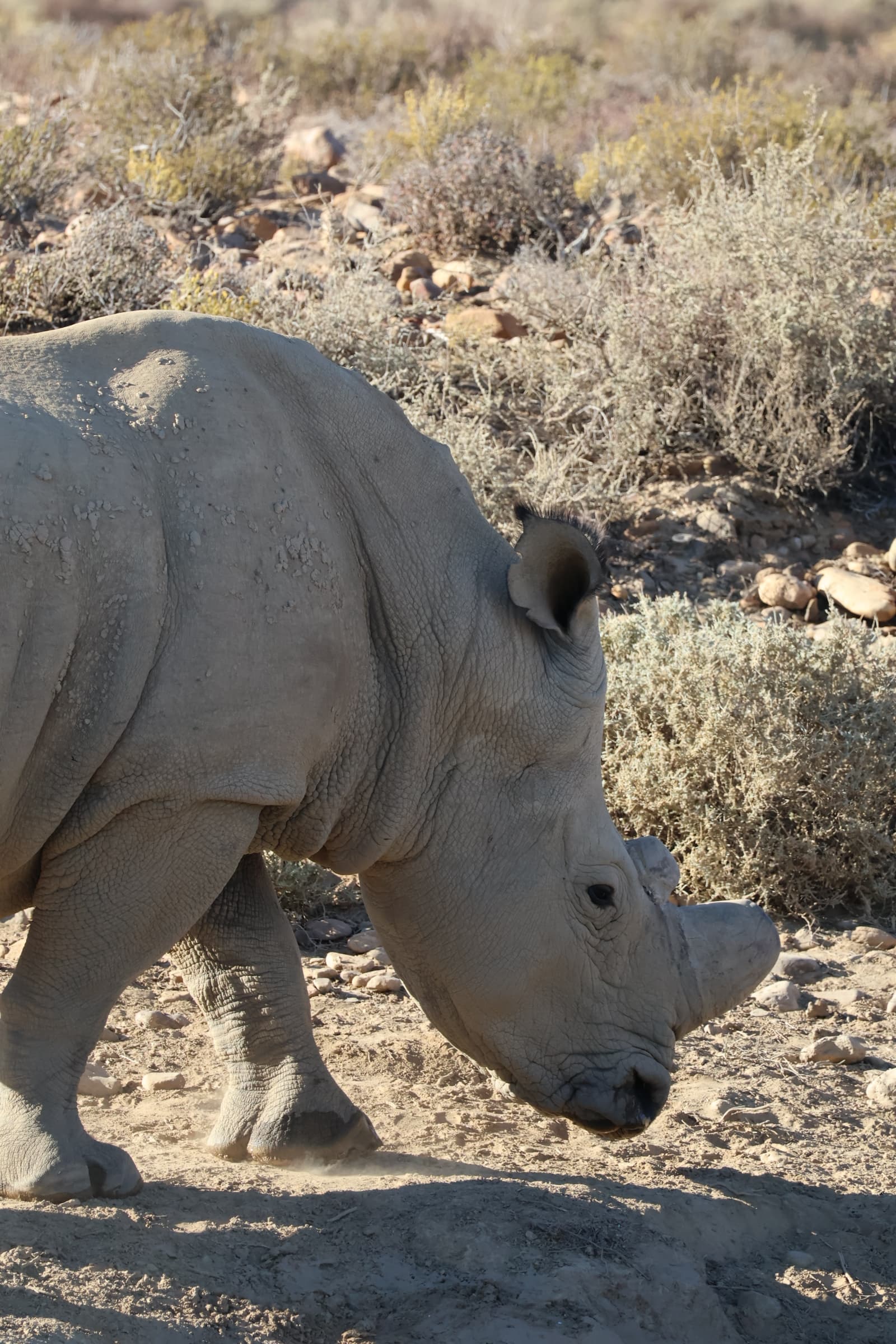 Animal 149