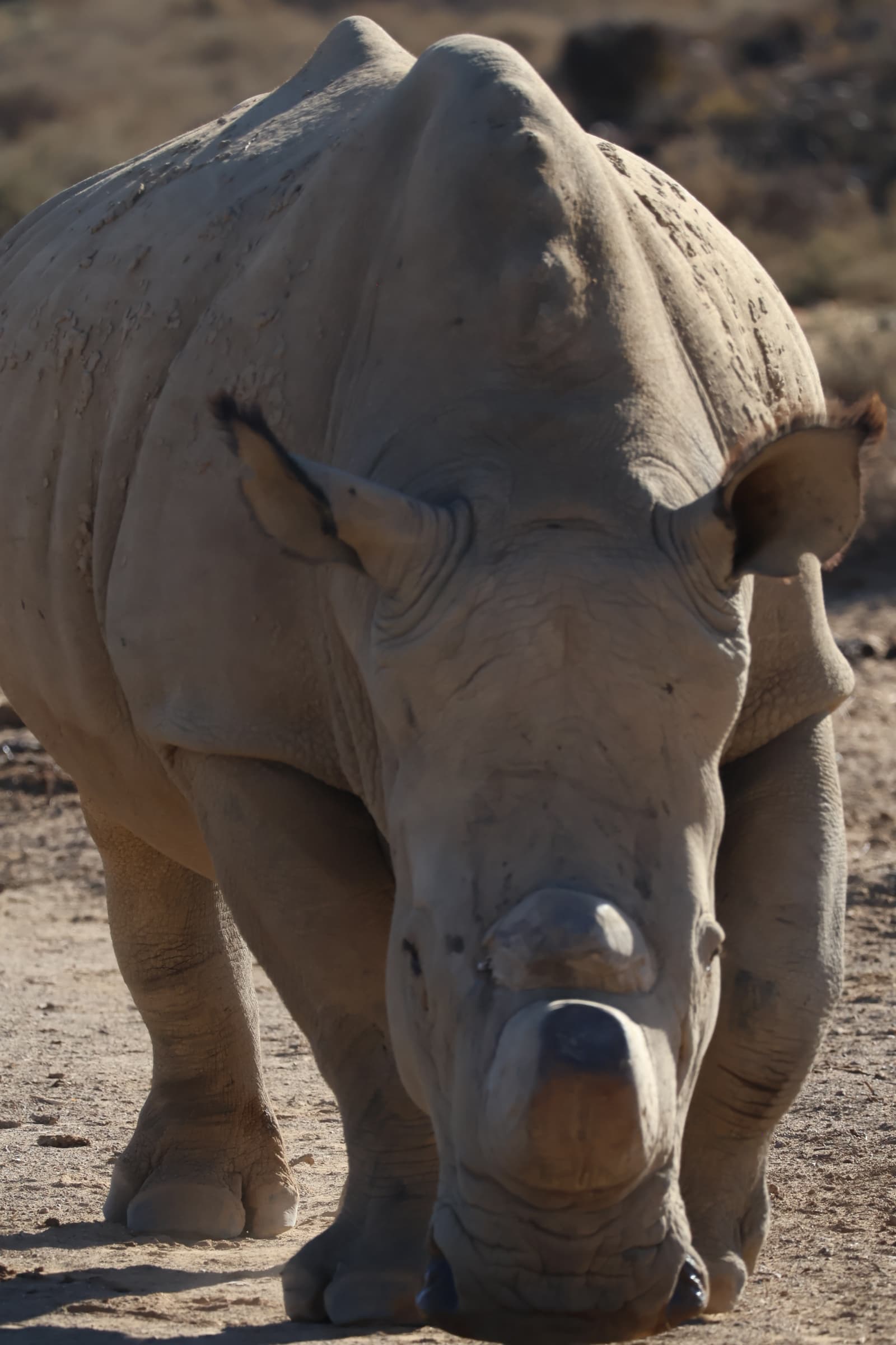 Animal 166