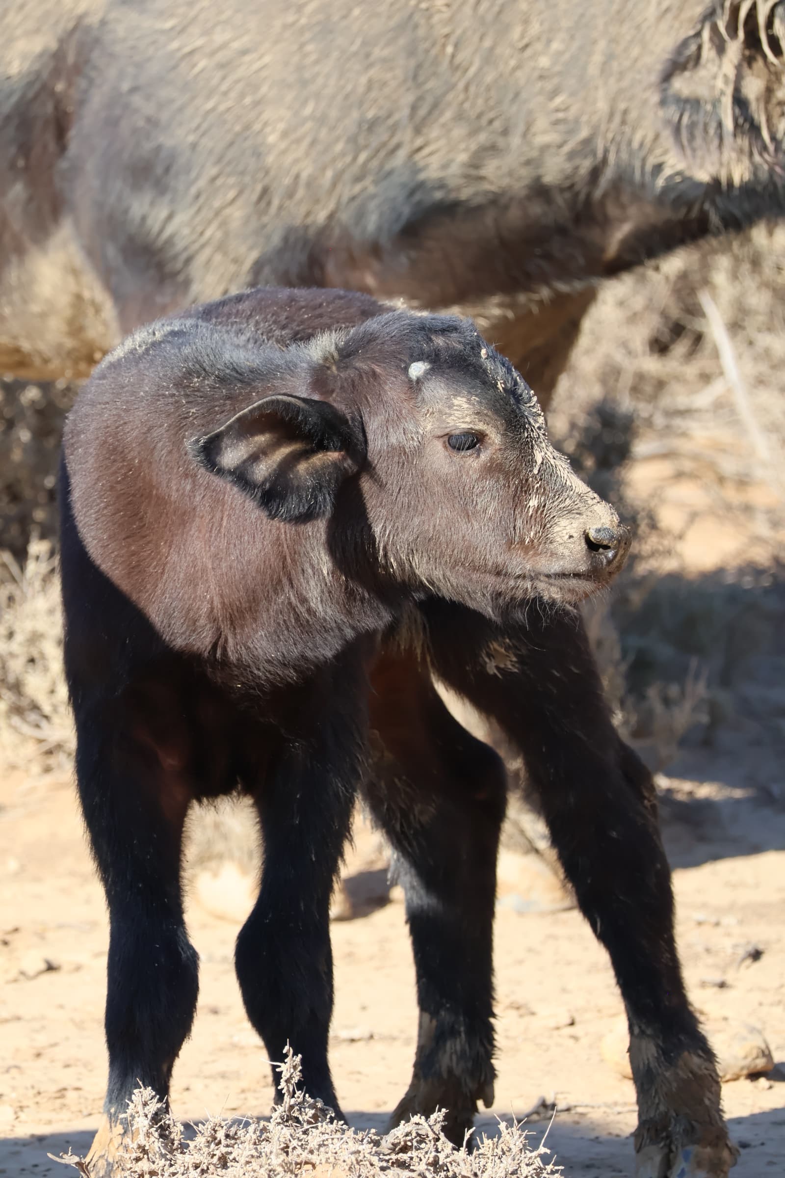 Animal 27