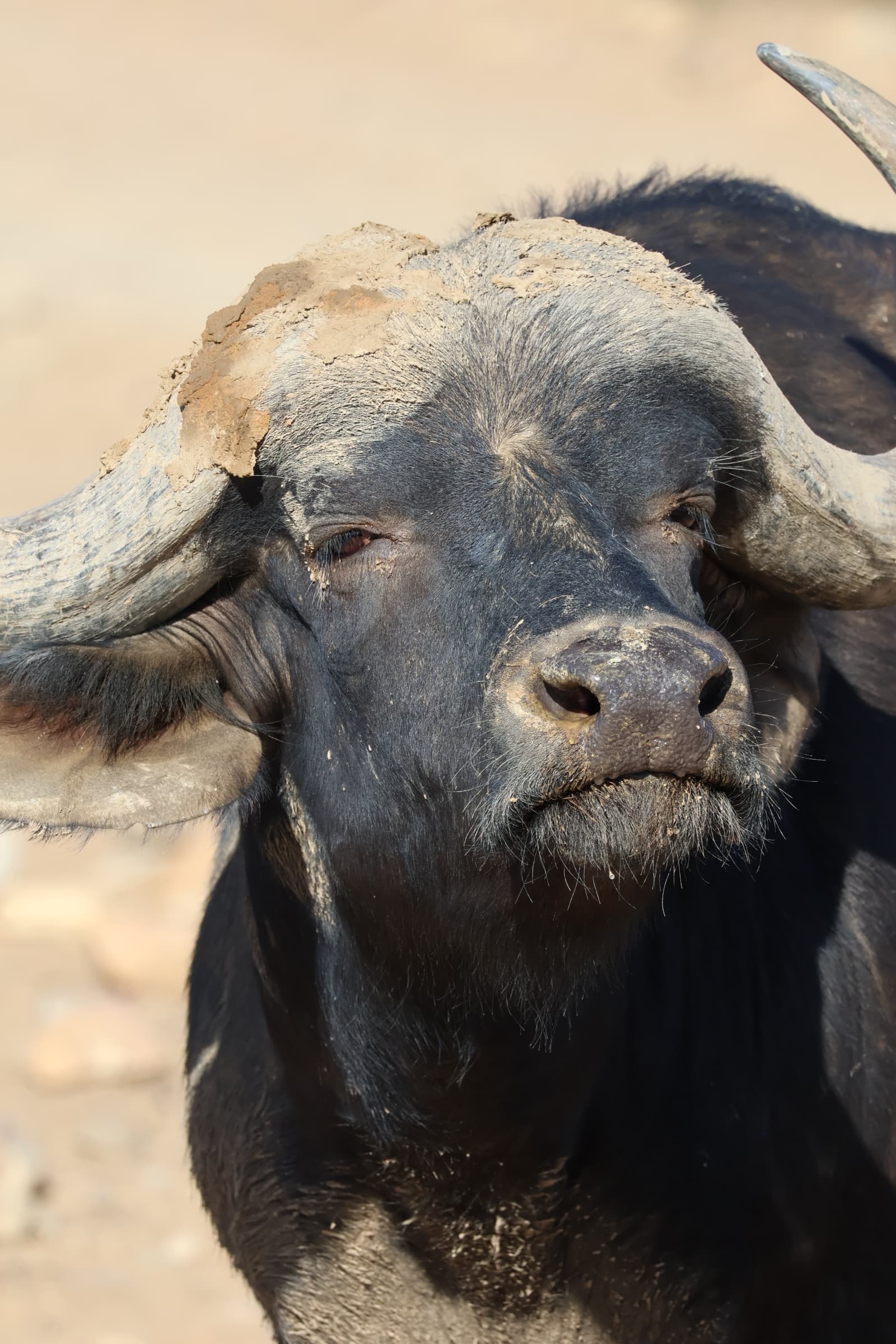 Animal 45