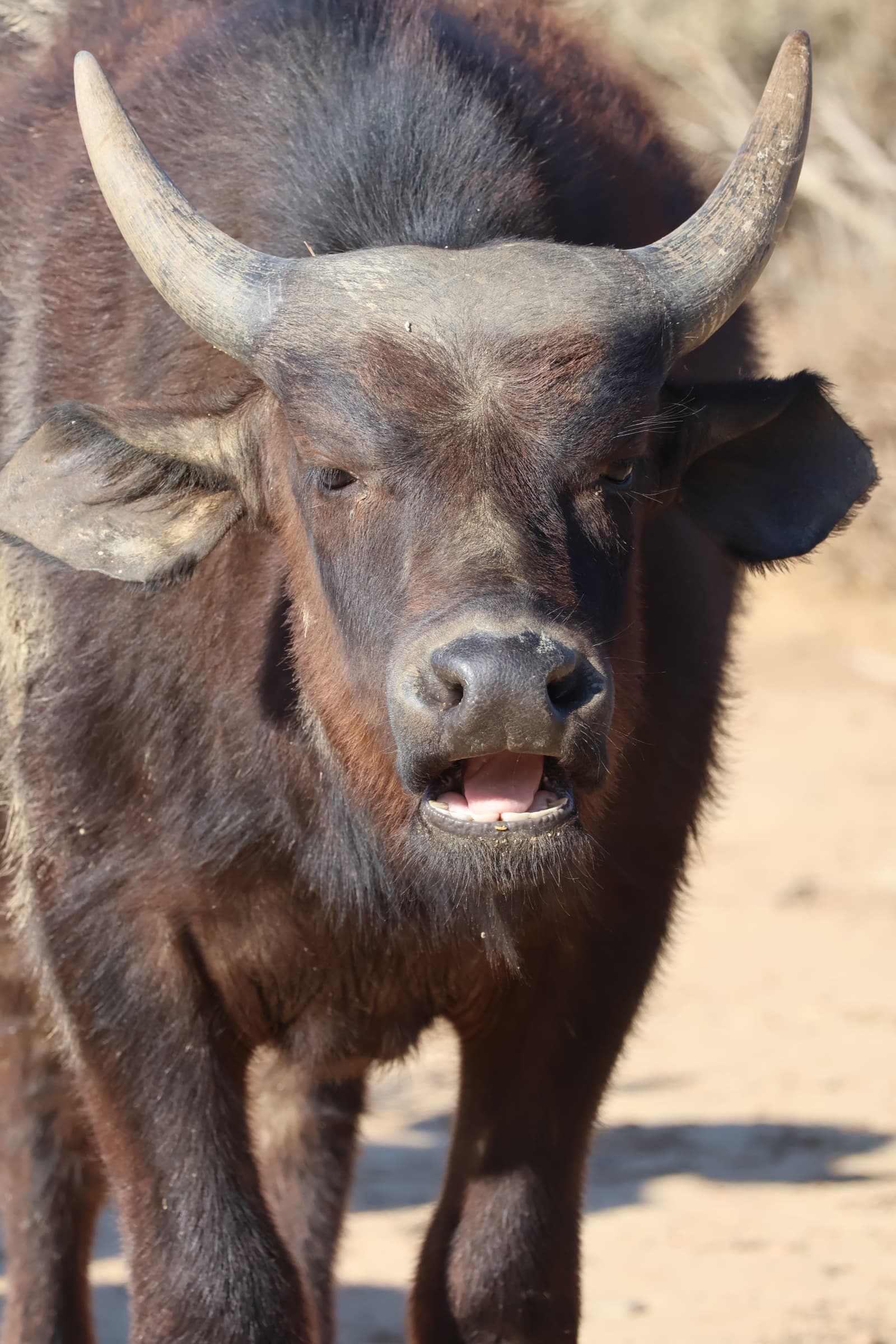 Animal 66