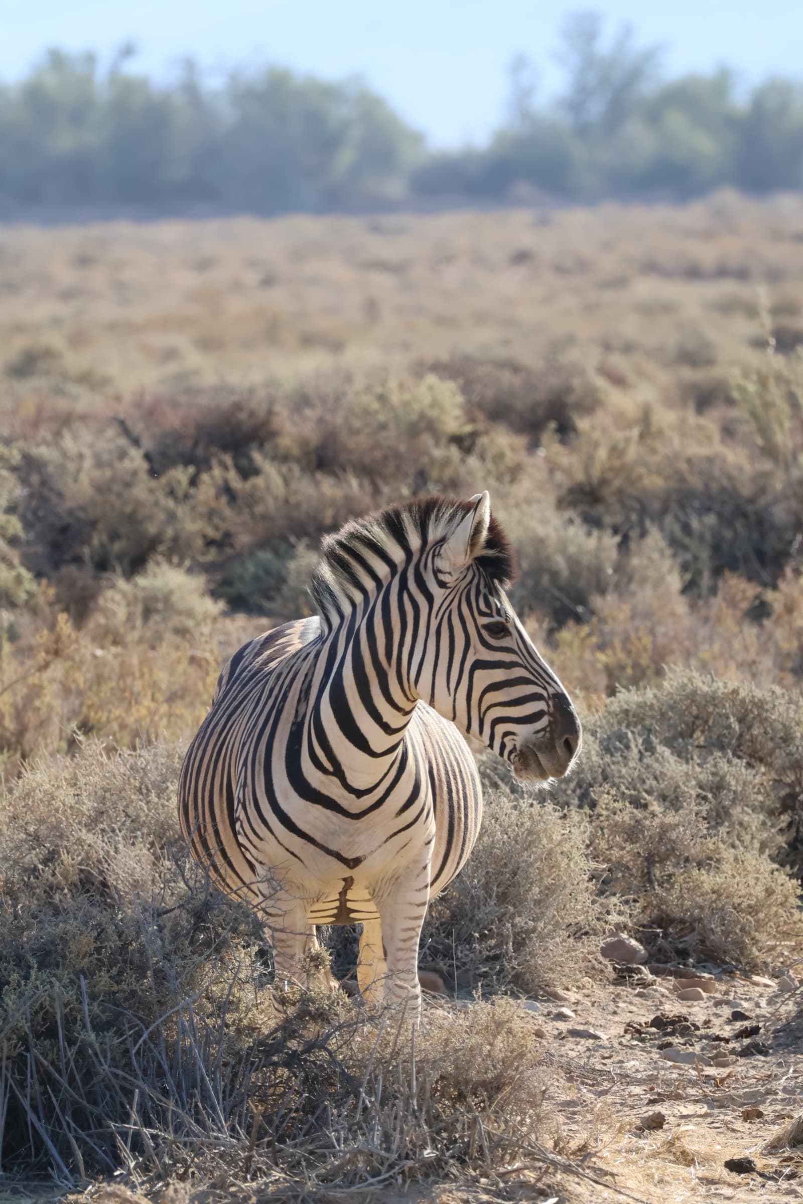 Animal 44