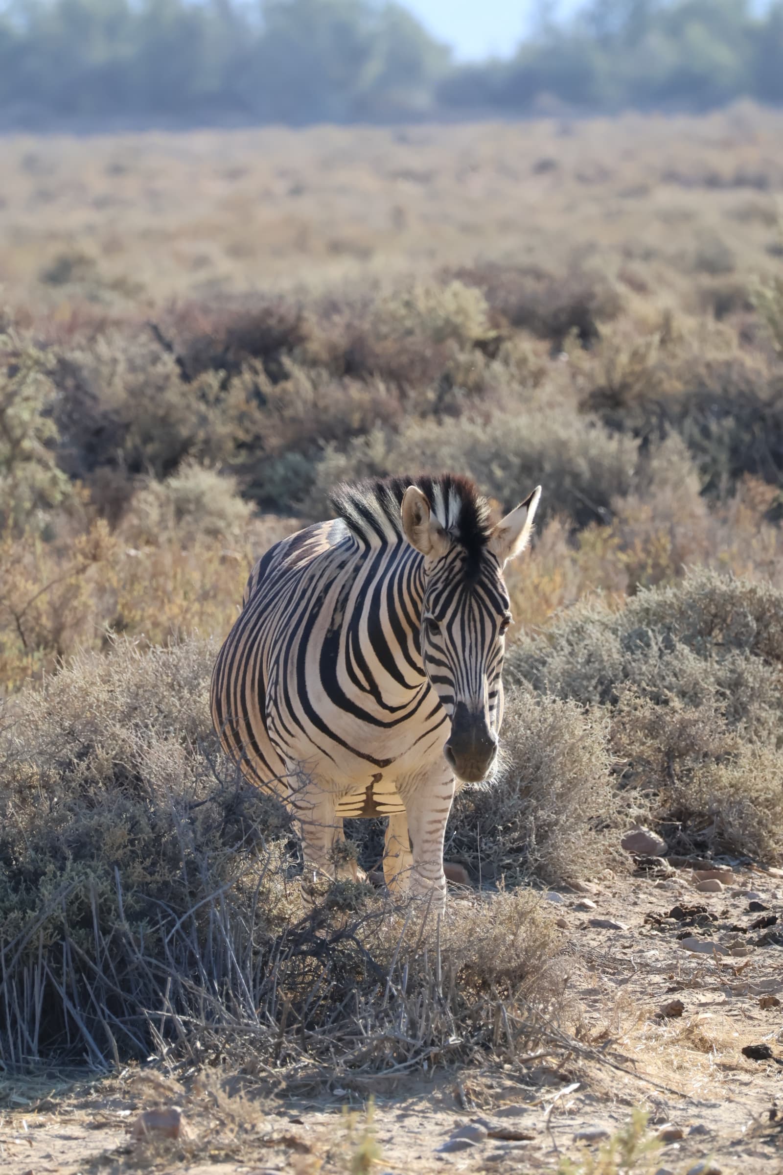 Animal 47