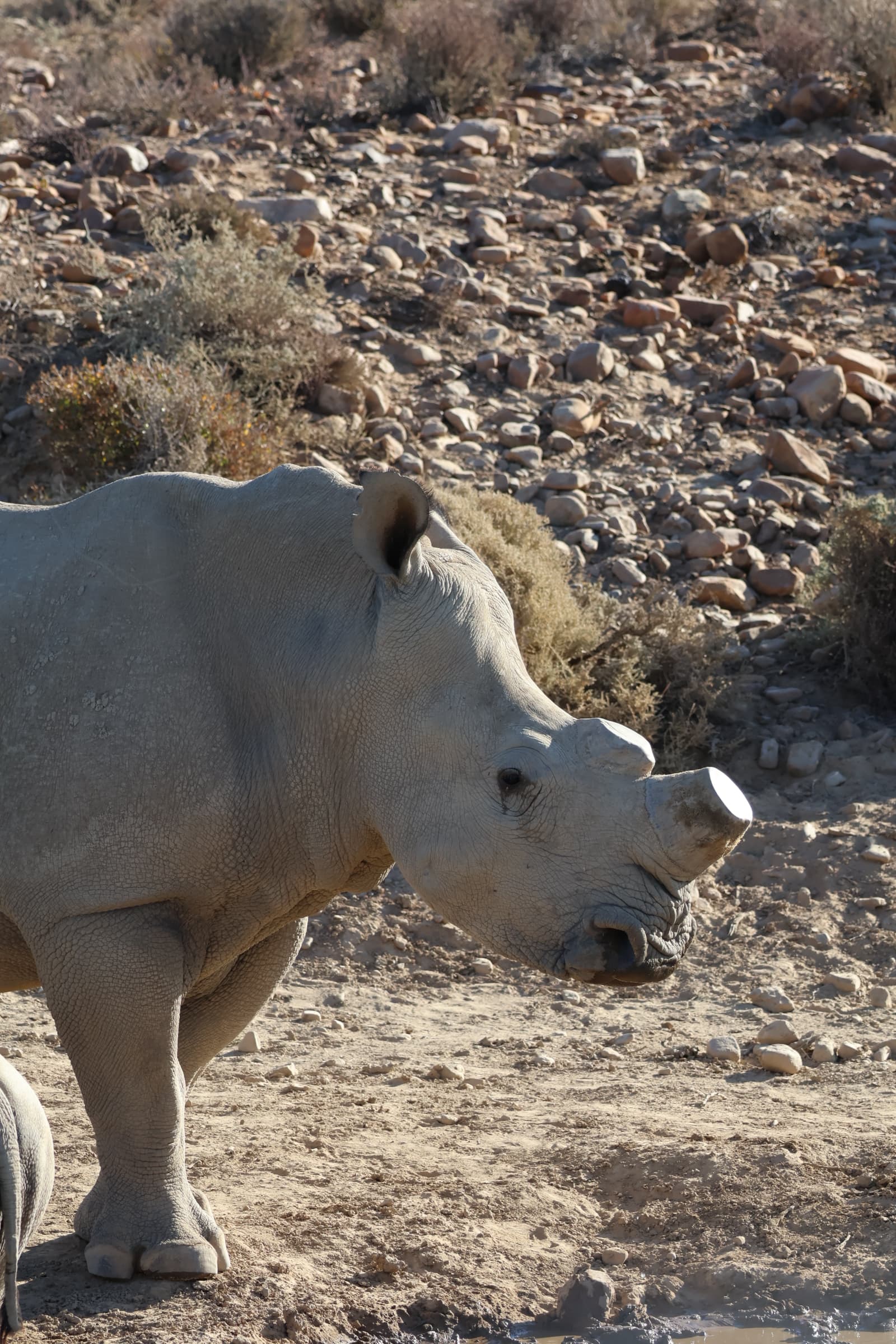 Animal 51