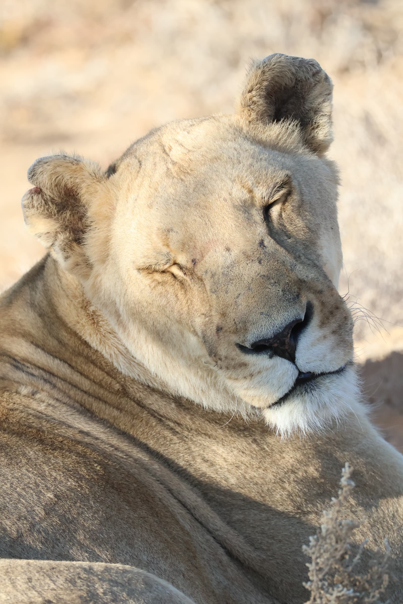 Animal 143