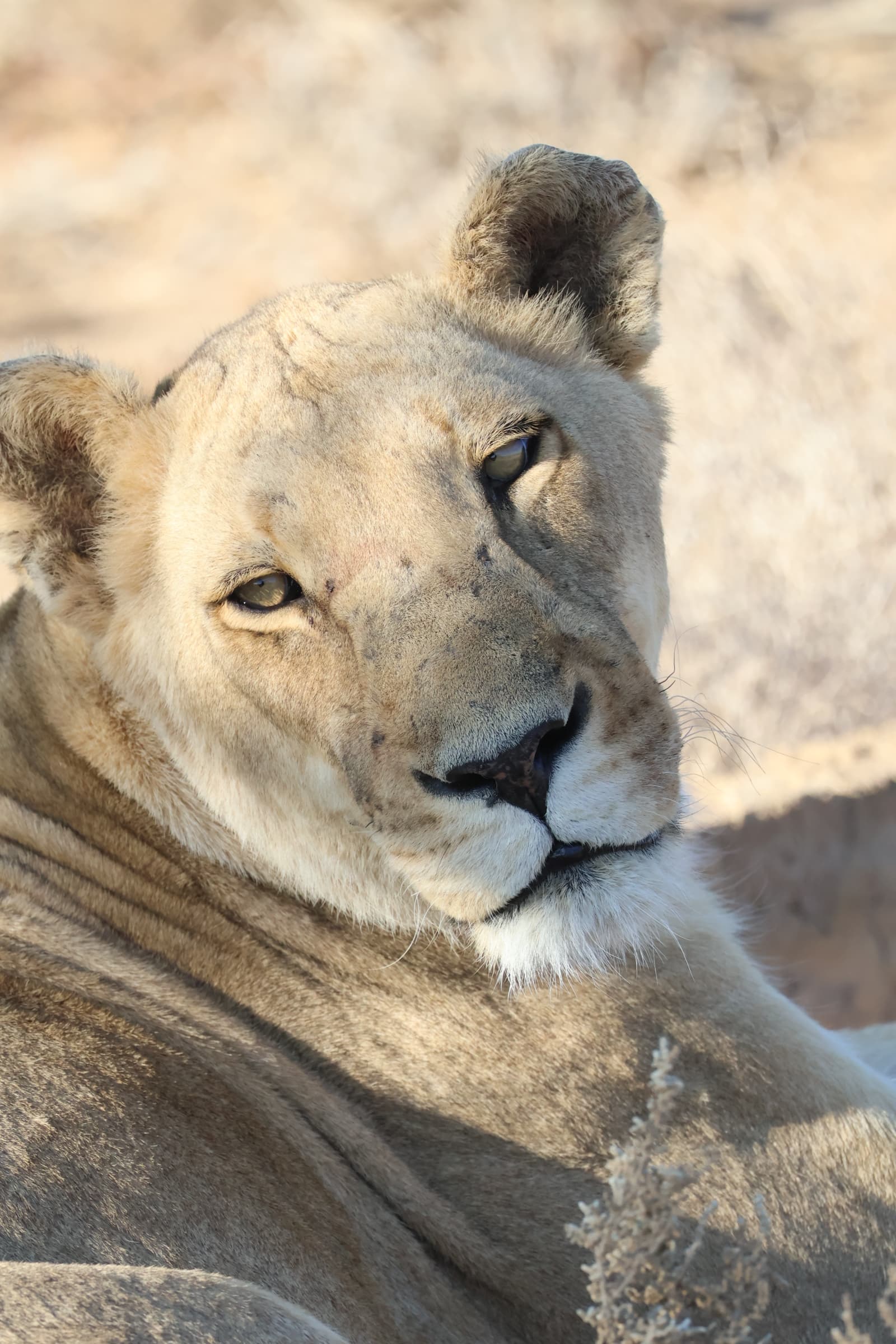 Animal 154